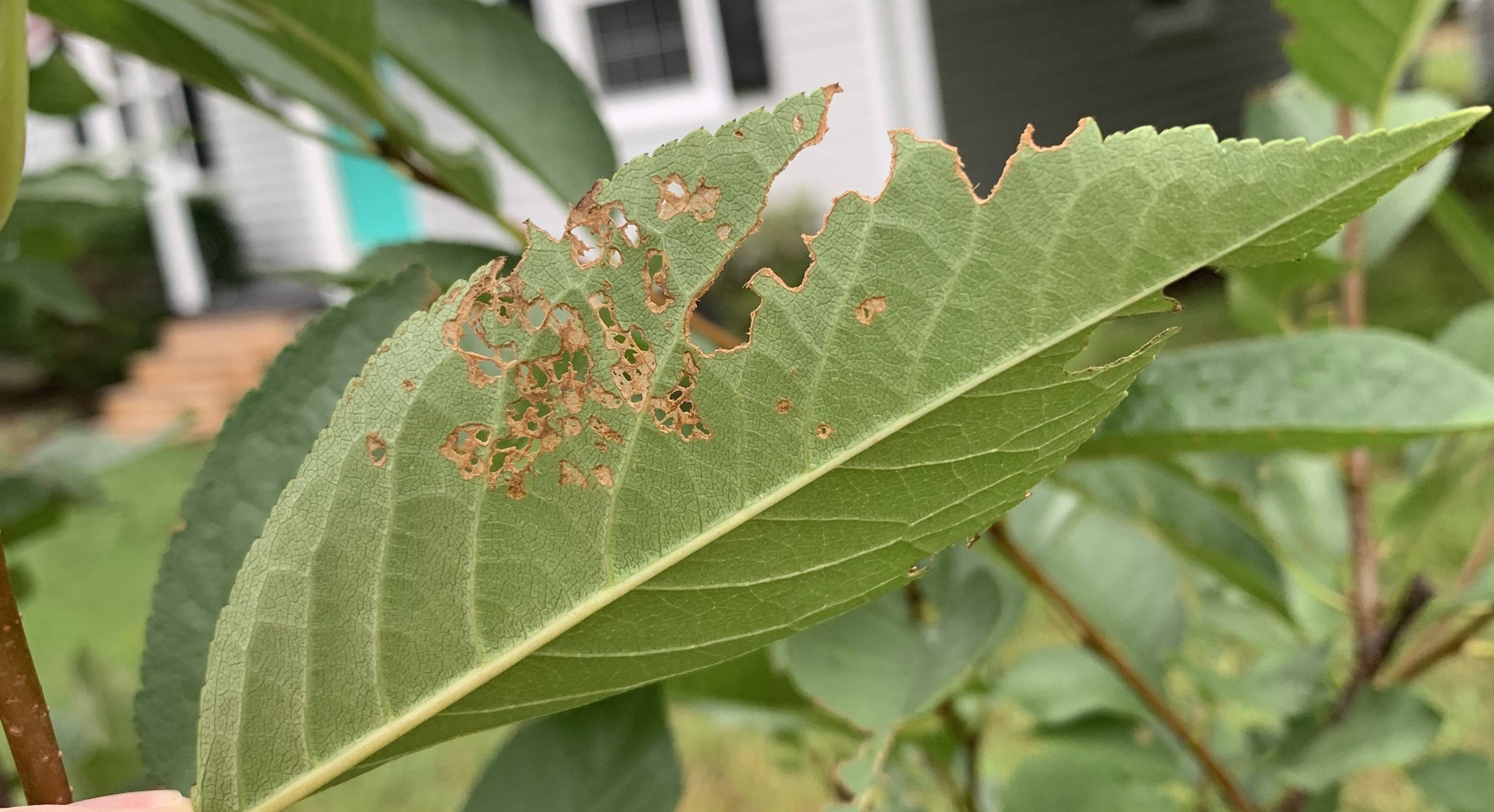 cherries What is causing these brown holes that go through my young
