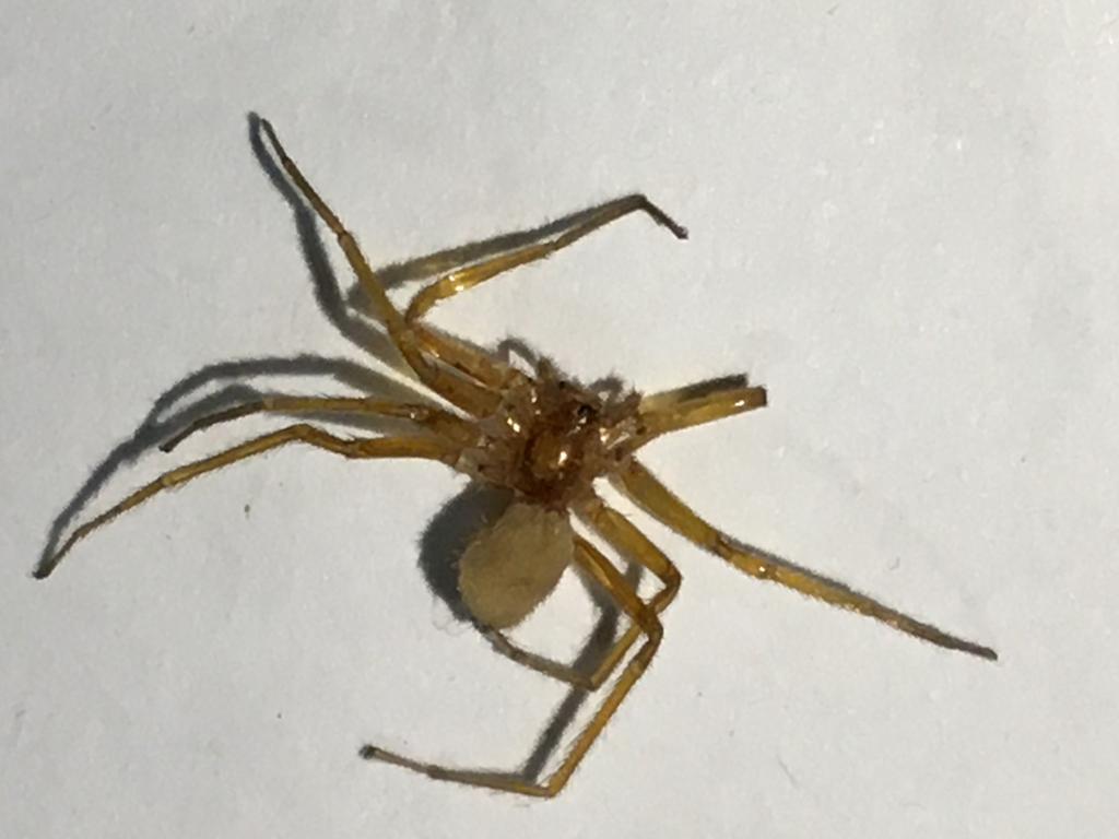 entomology - Common House Spider got shrunked and appeared lifeless