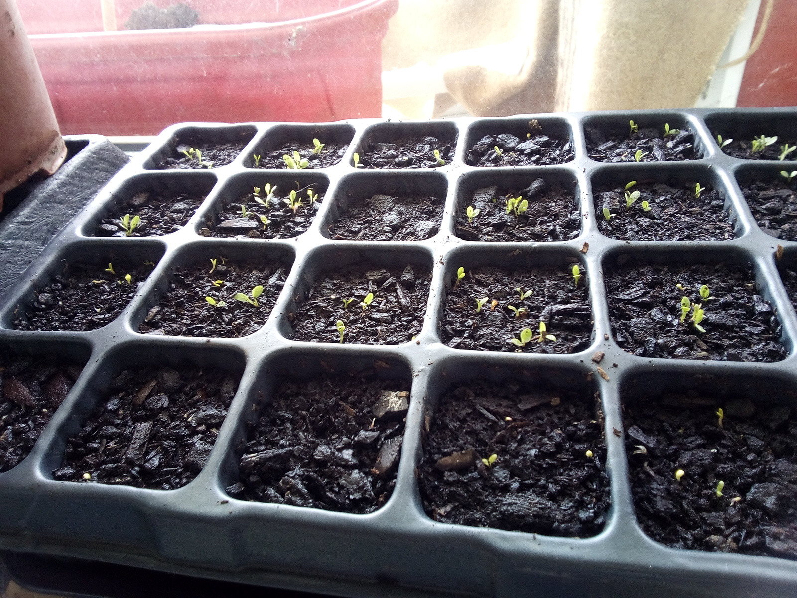 perennials What to do with these blackeyed Susan seedlings