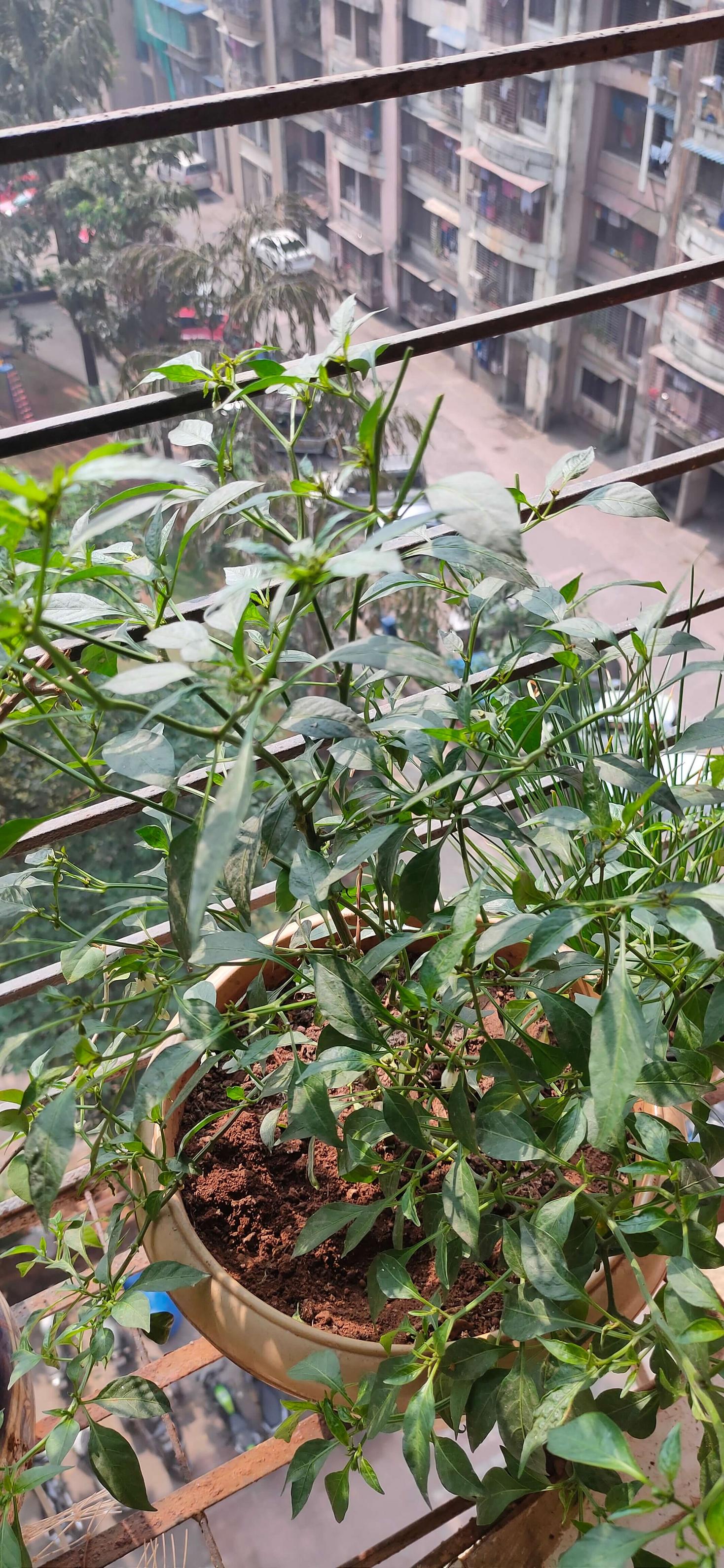 vegetables Why are the flower buds in my pepper plant wilting and