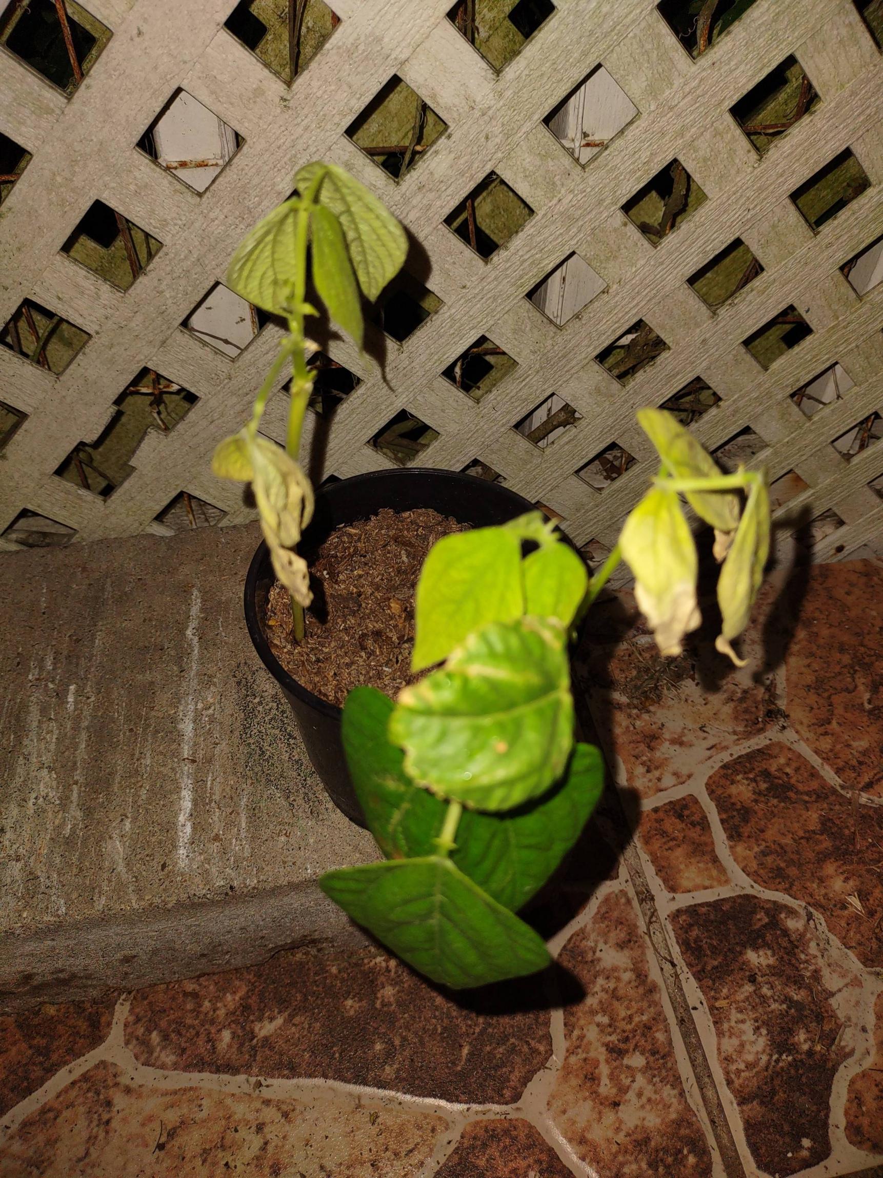 houseplants My bean plants are struggling, how can I help them