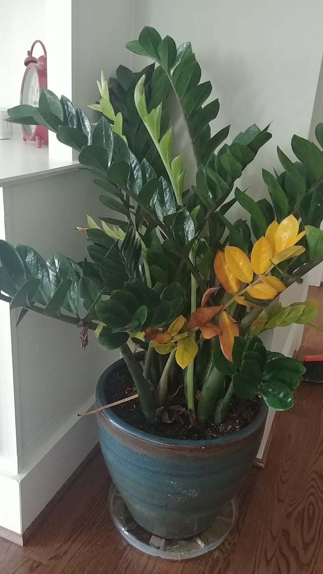 identification What is this houseplant with oval, shiny, dark green