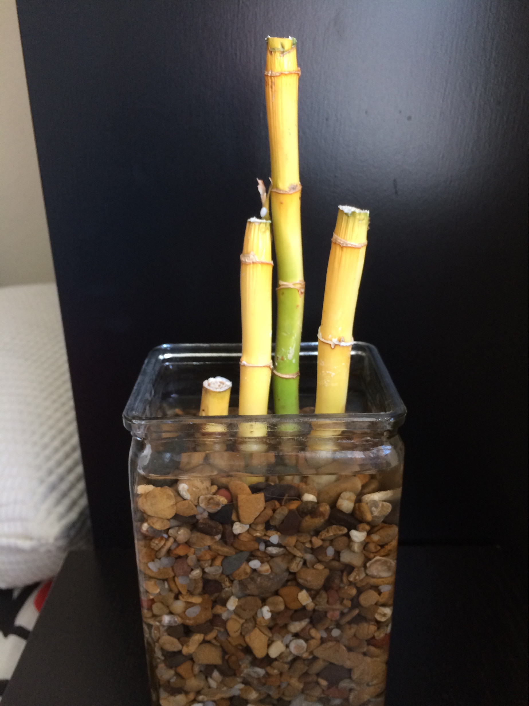 Will my Lucky Bamboo go back to full health?