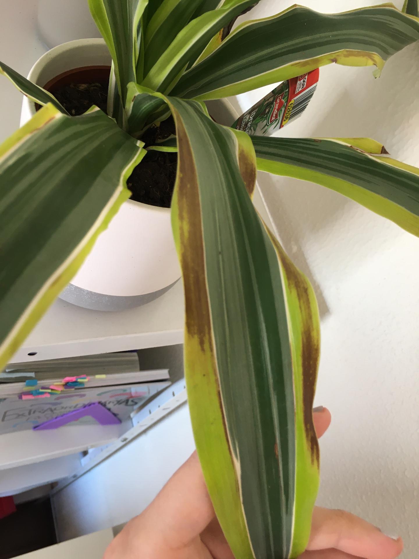 plant care brown spots on dracaena Gardening & Landscaping Stack