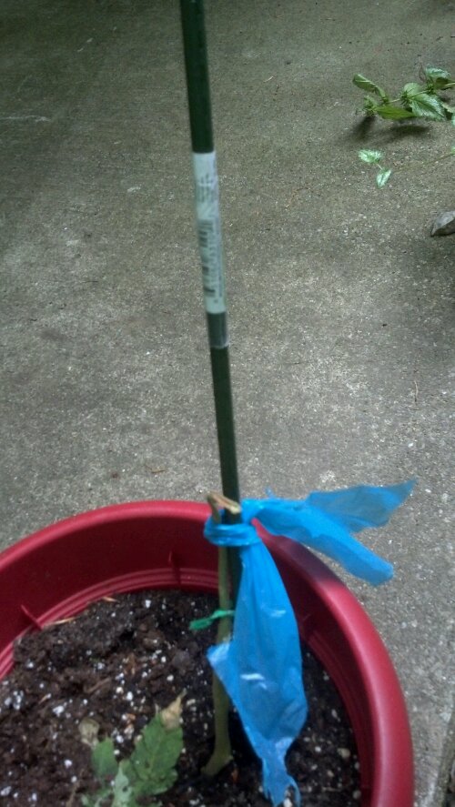 tomatoes When can a tomato plant come back from the "dead