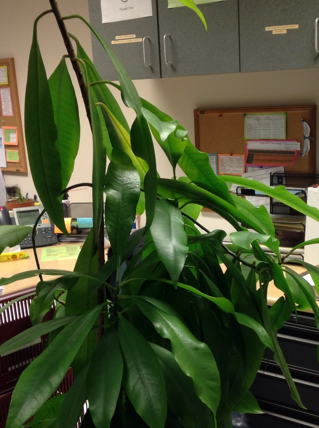 identification What is this large houseplant with long oval leaves?