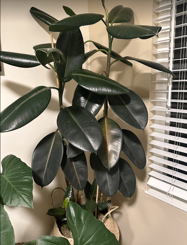 diagnosis Rubber Plant Leaves Turning Red and Dropping Gardening