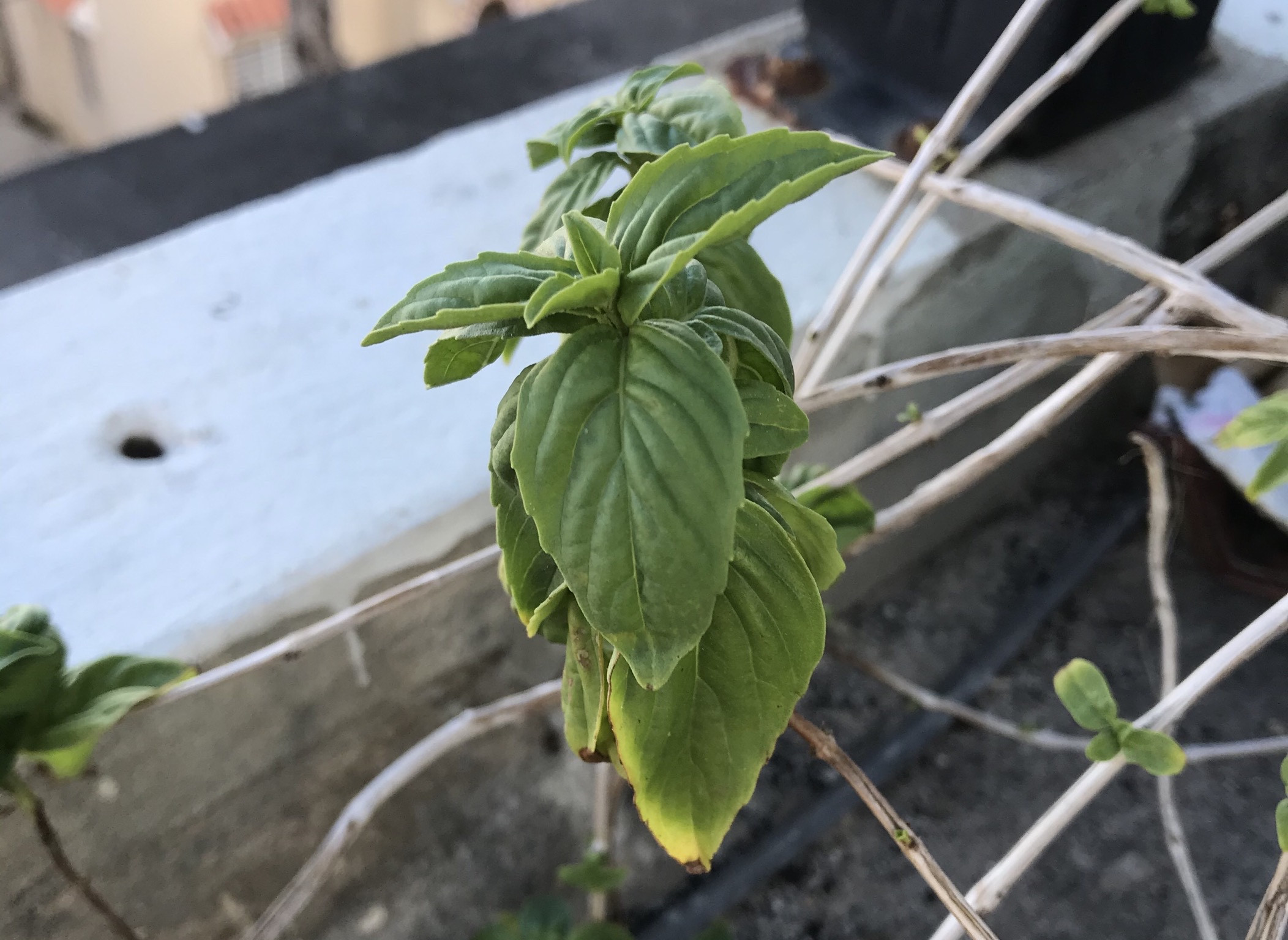 houseplants What’s wrong with basil plant? Gardening & Landscaping