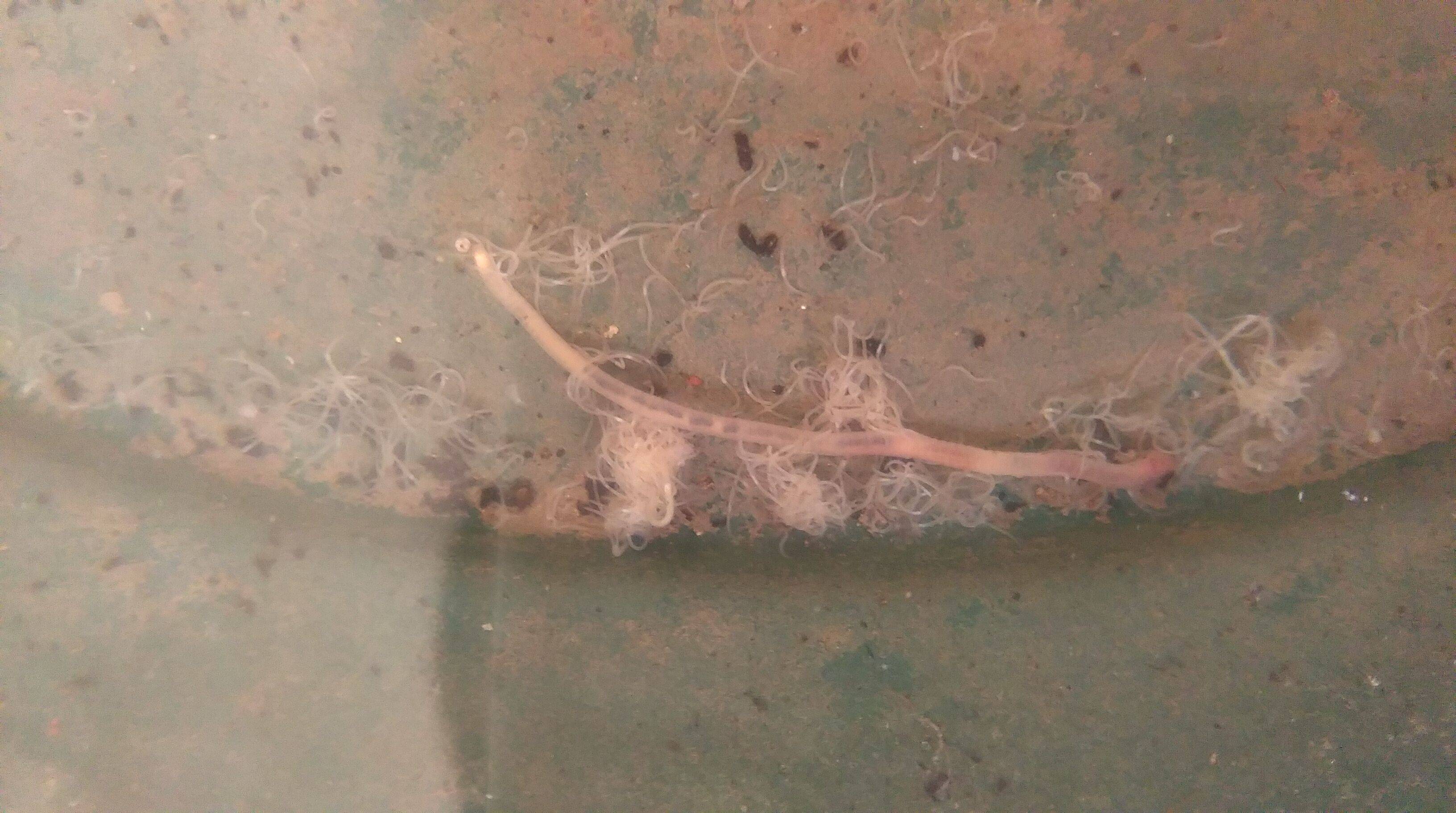 identification White very small worms in the saucer water after