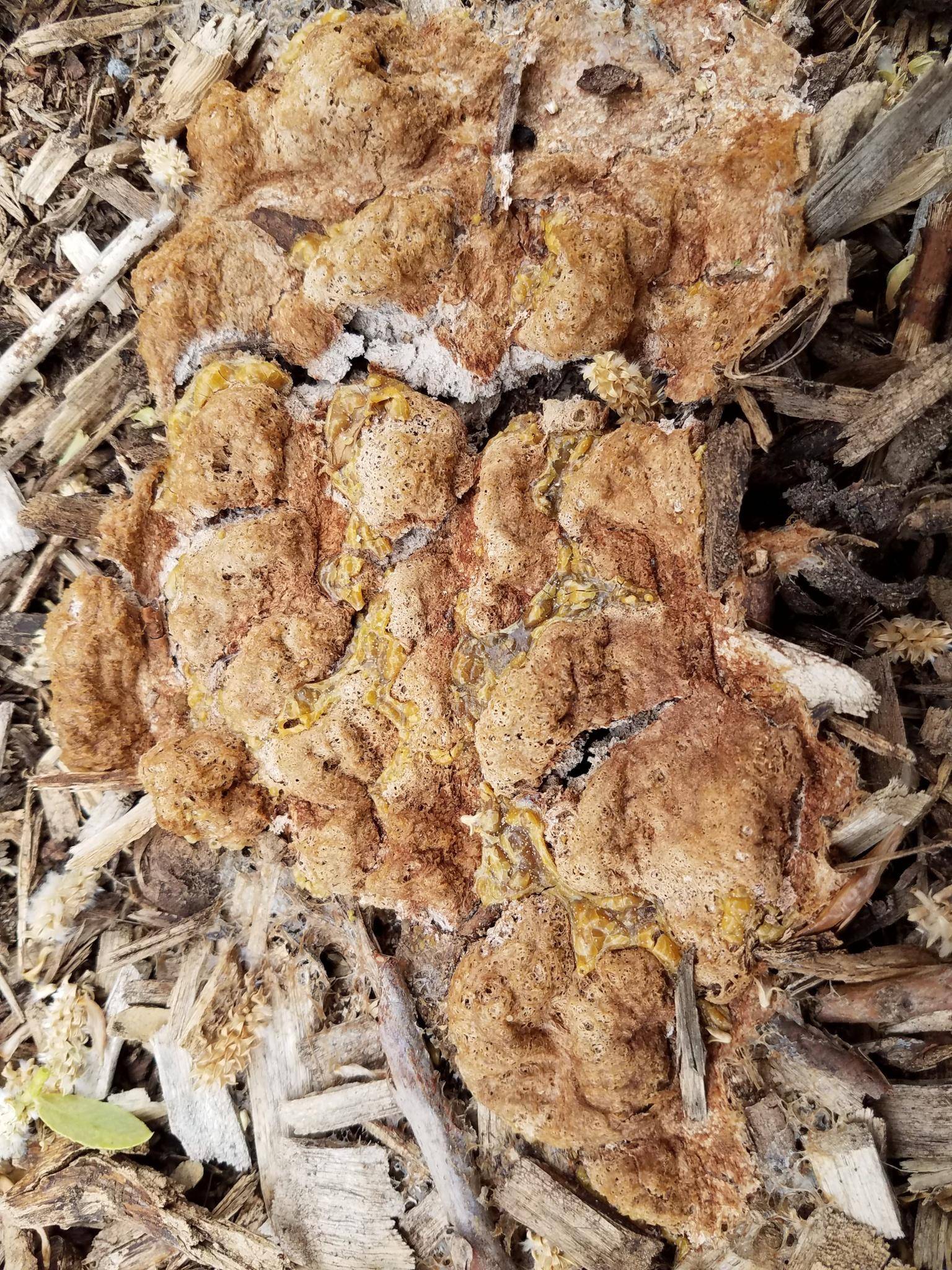 identification what in the world is this fungus like plant growing in