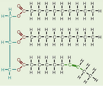 organic chemistry - Saturated vs unsaturated fats - Structure in