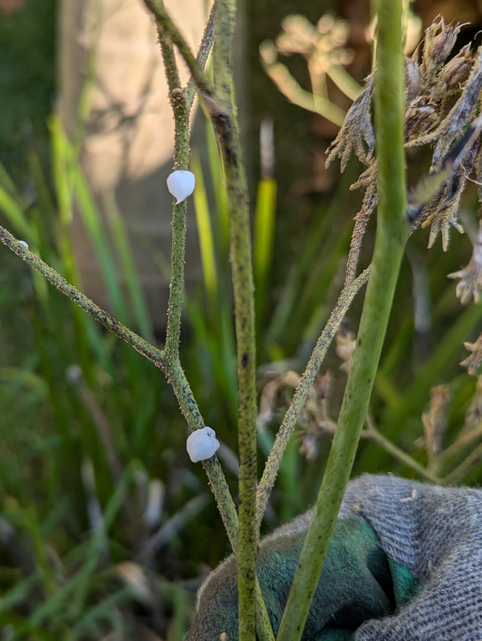 What edible plants grow well in alkaline clay soils? SolveForum S2