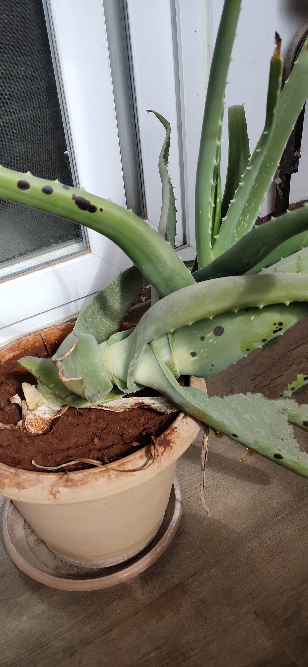 houseplants How do I get rid of black spots on my aloe vera plant