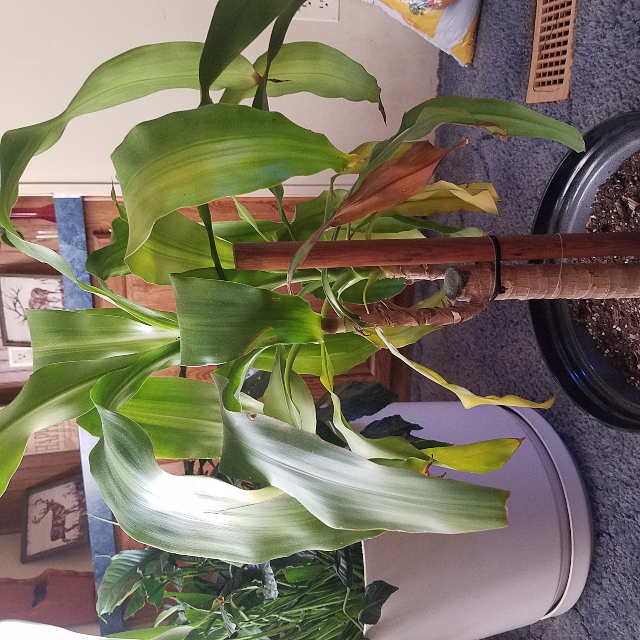 Why is my Dracaena leaves turning yellow? Gardening & Landscaping