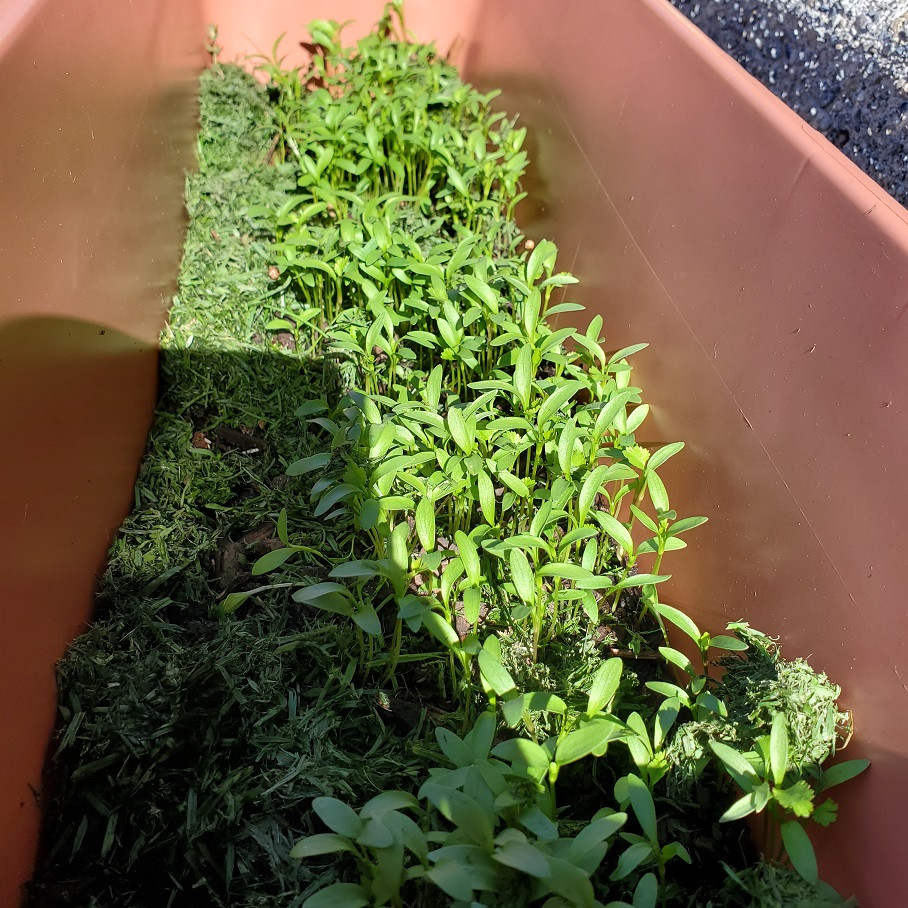 planting Why is my cilantro seedlings stem so long and barely any