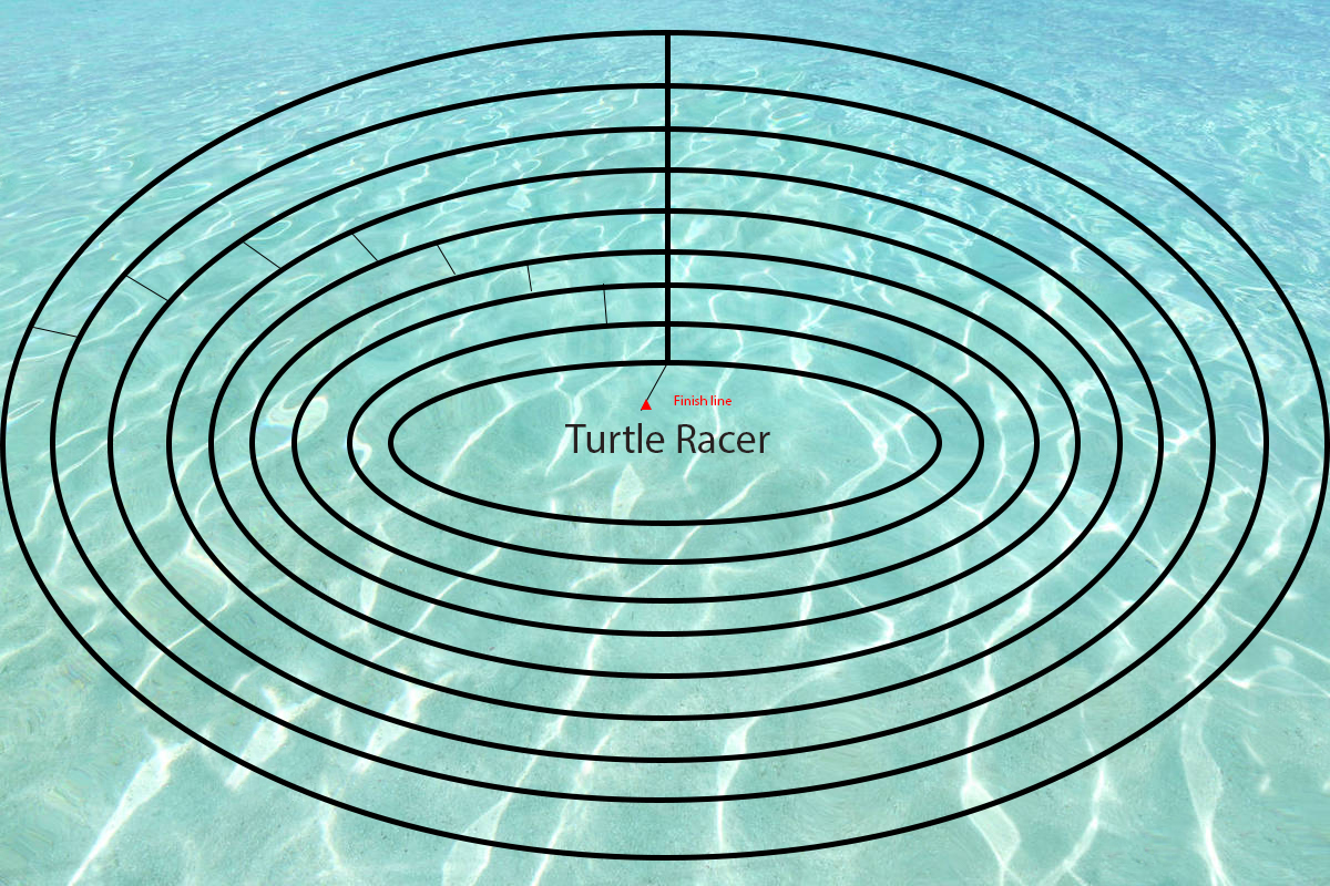 animation Tell a Python turtle to go in a certain path at a random