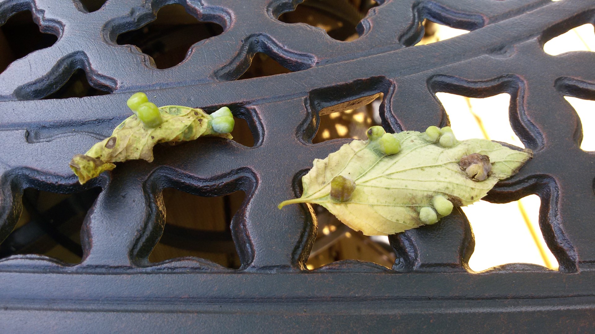 identification Treating tree disease that manifests as warts/galls