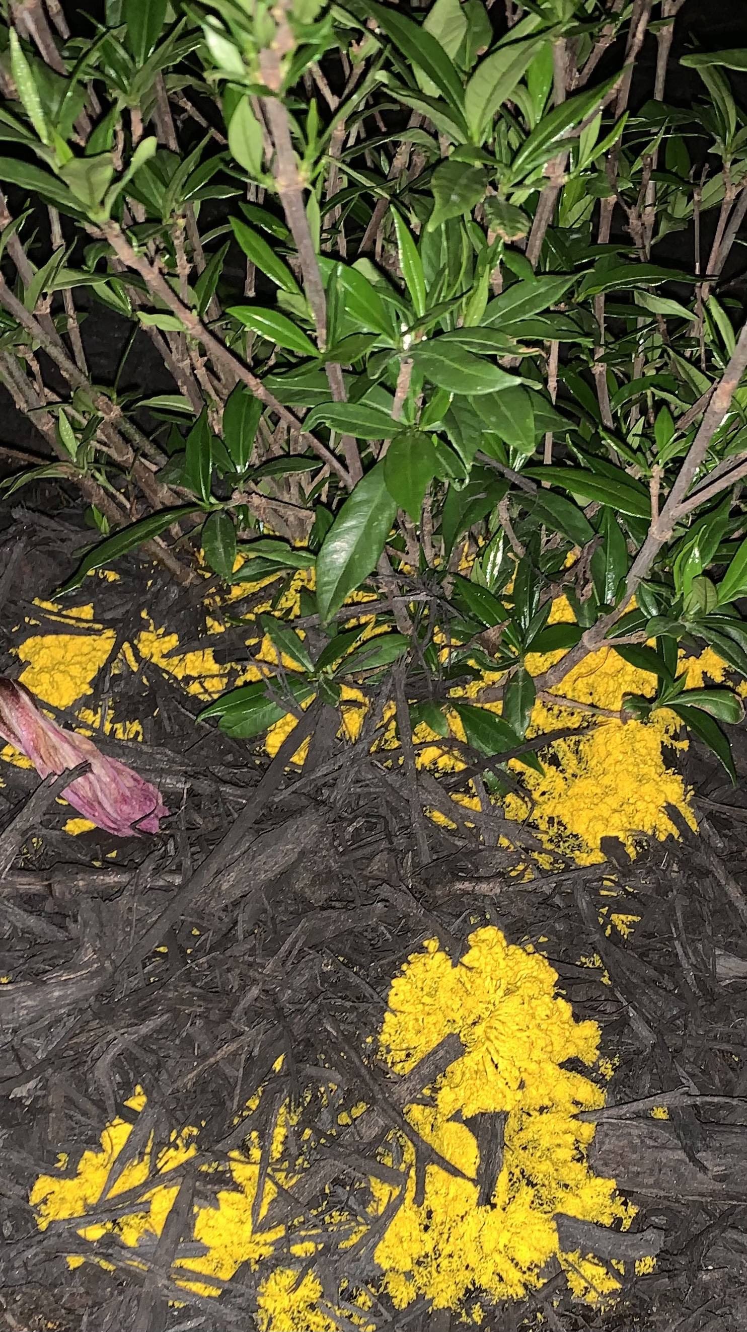 identification - What is this yellow fungus growing under my plants