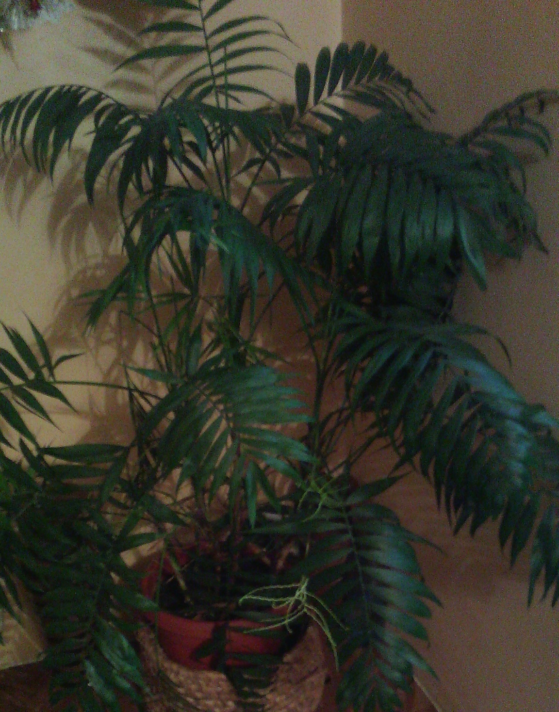 houseplants What can I apply on Dypsis lutescens to deter a cat without killing the plant