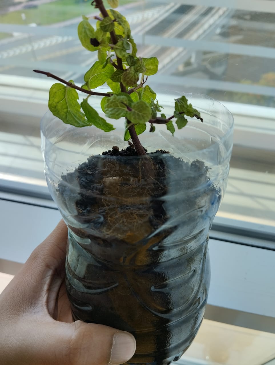 Why is my mint plant showing black leaves and stunted growth