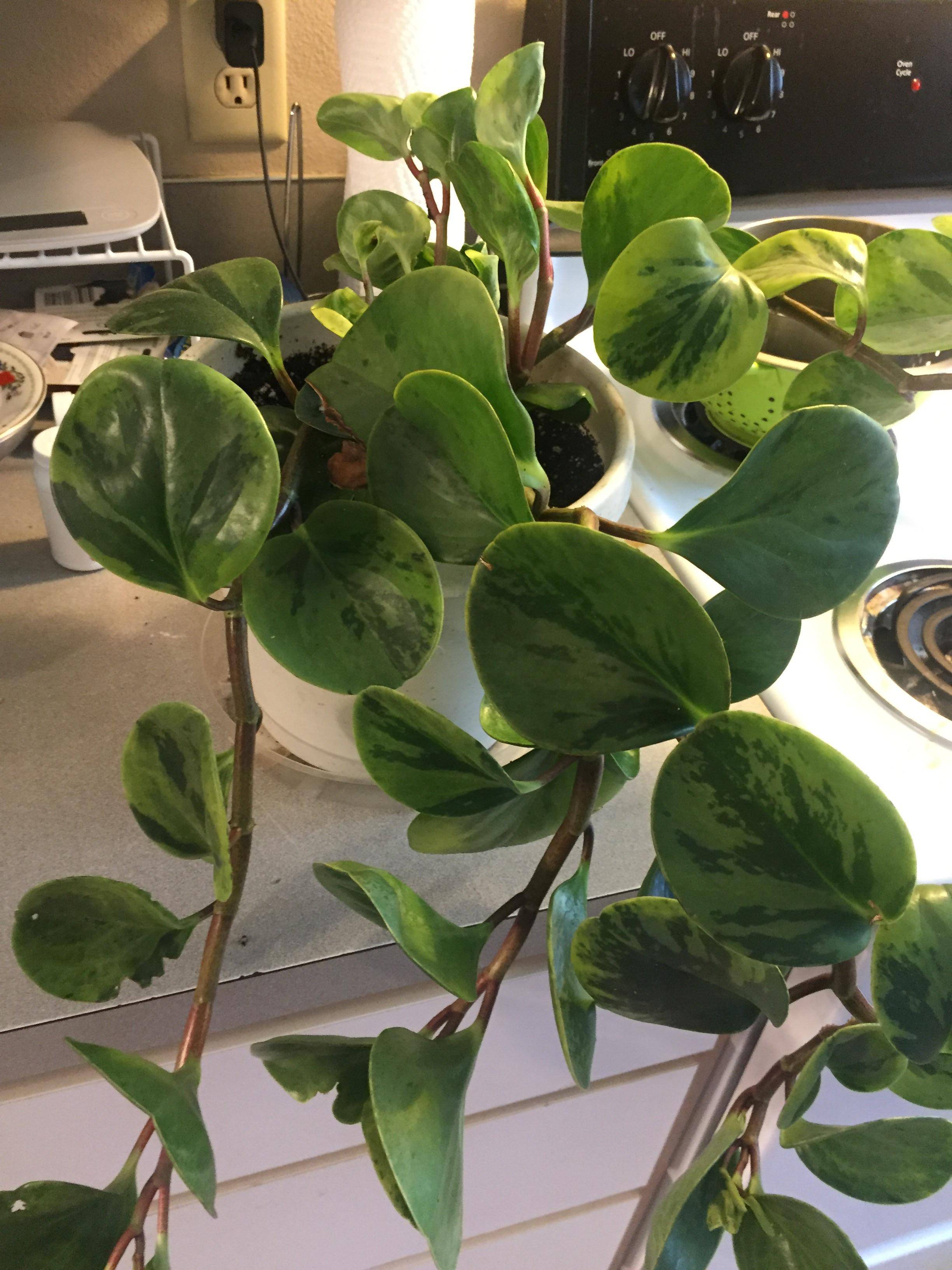 houseplants House Plant With Round Waxy Leaves Identification