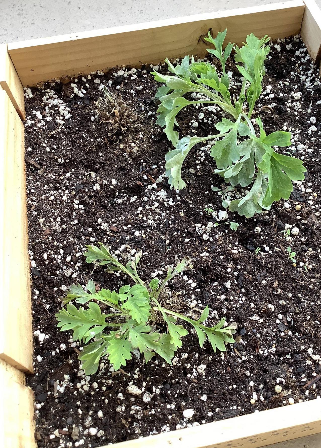 transplanting Iceland poppies Gardening & Landscaping Stack Exchange