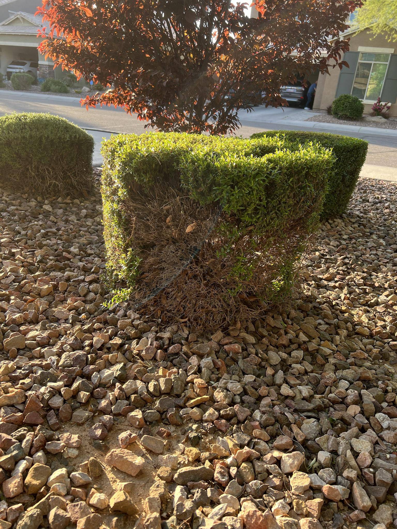 identification Does anyone know how to bring this shrub back to life