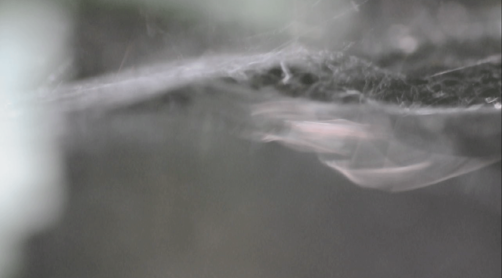 arachnology - What species is this fast-moving spider? - Biology Stack