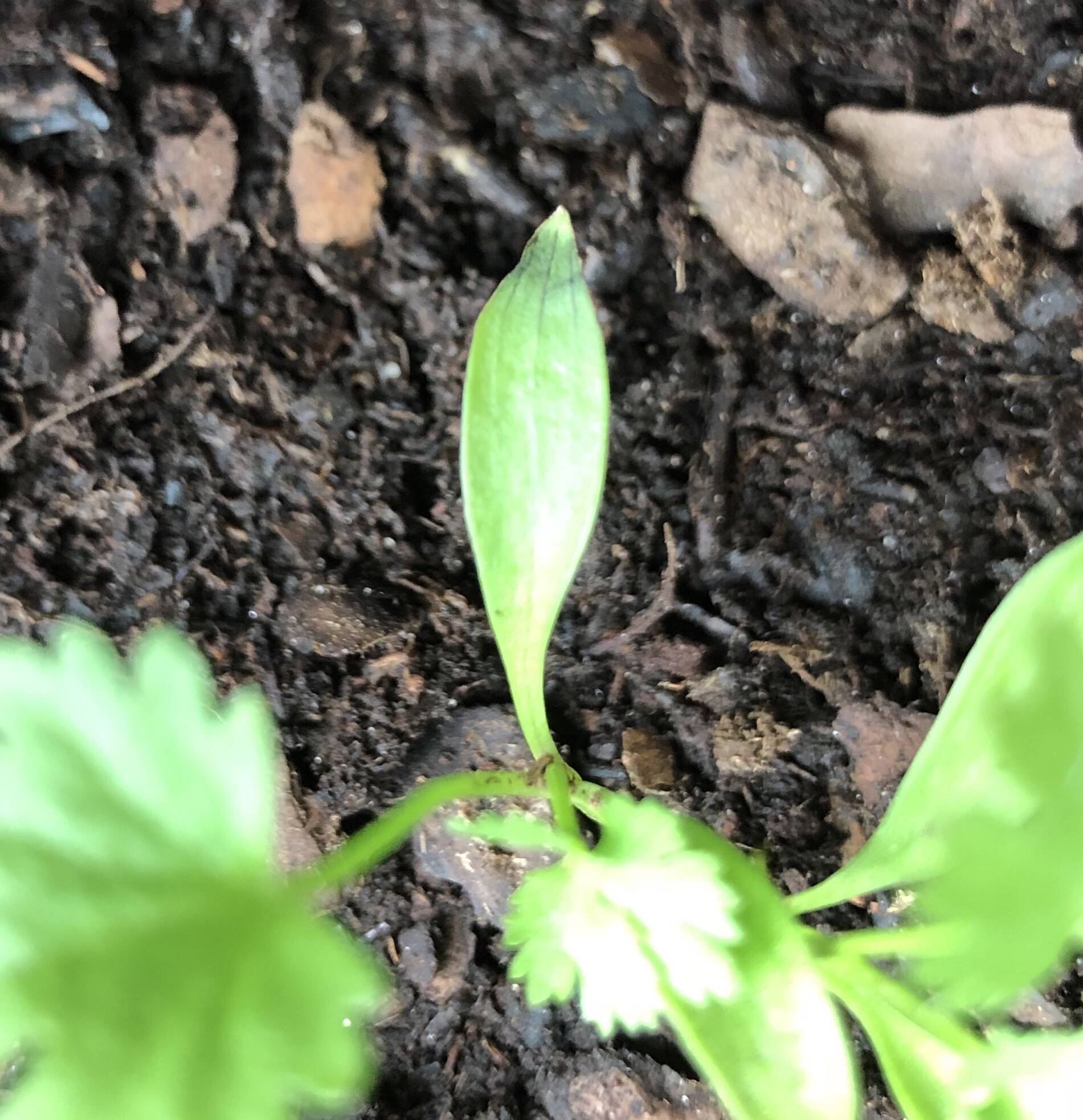 plant health Why are my cilantro leaves turning brown? Gardening