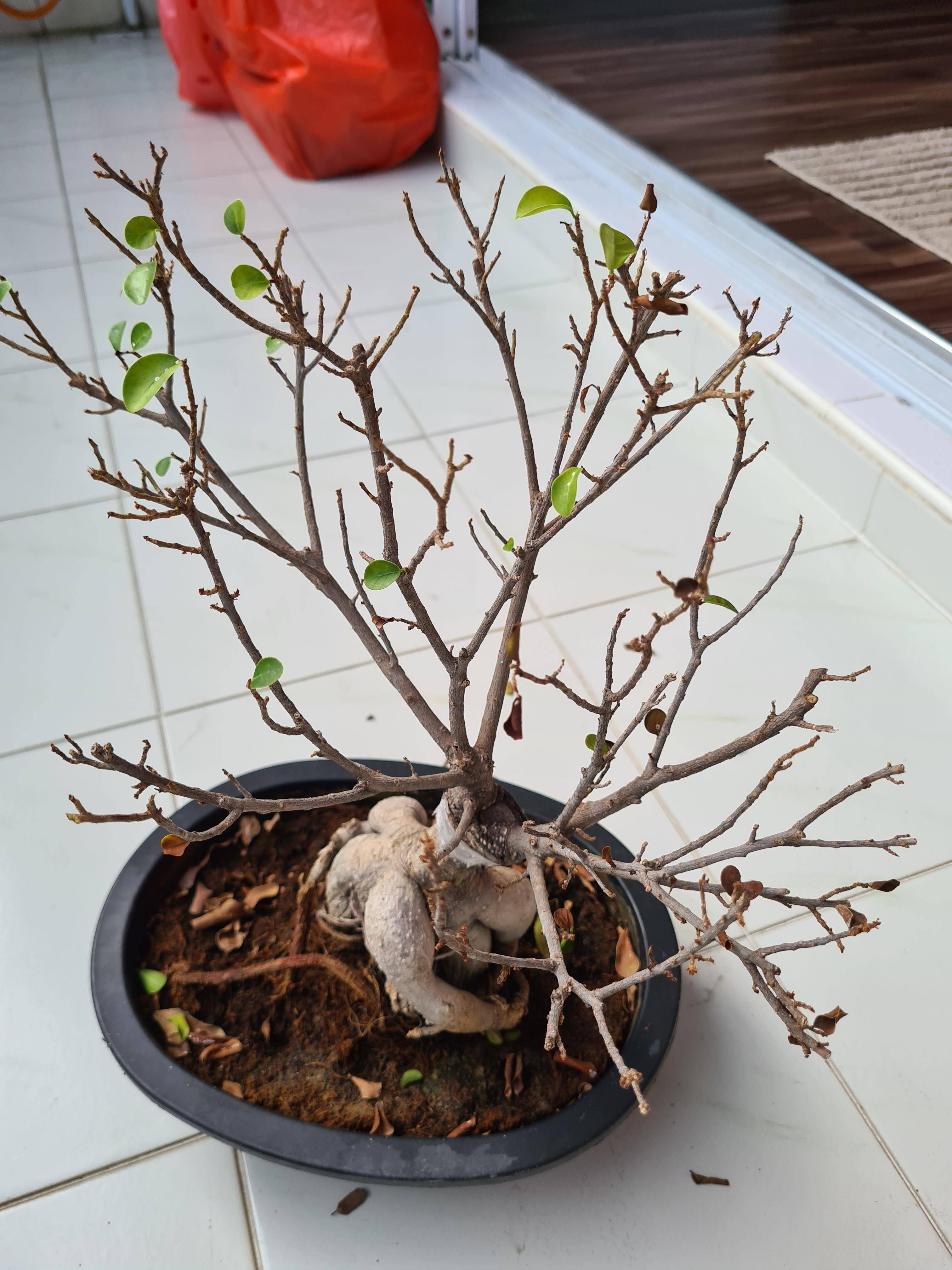 houseplants Dying bonsai? All the leaves have fallen