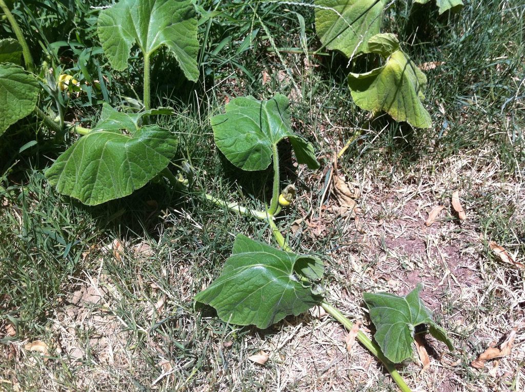 diagnosis Why are my pumpkins dying? Is it the heat? Gardening