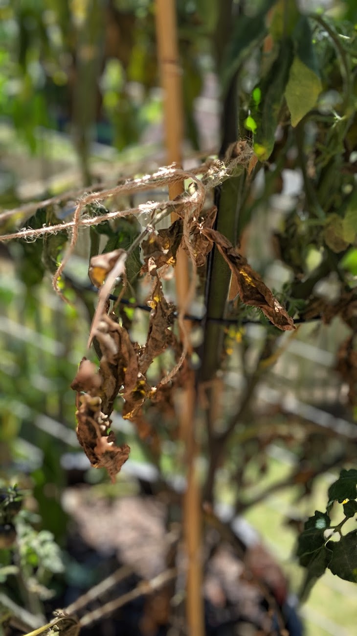 diagnosis Why are my tomato plant leaves turning brown, shriveling