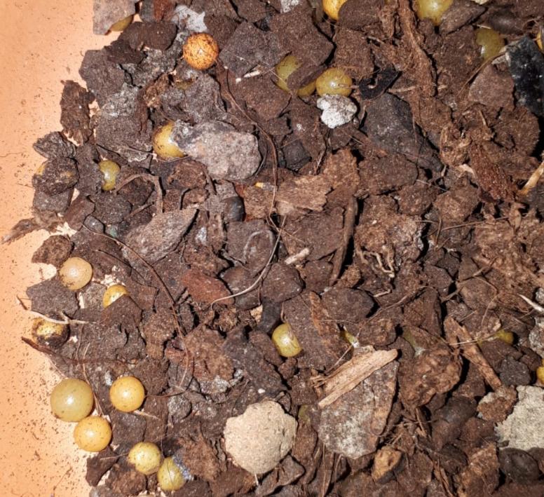 diagnosis What are these little balls (green, yellow, orange) in my