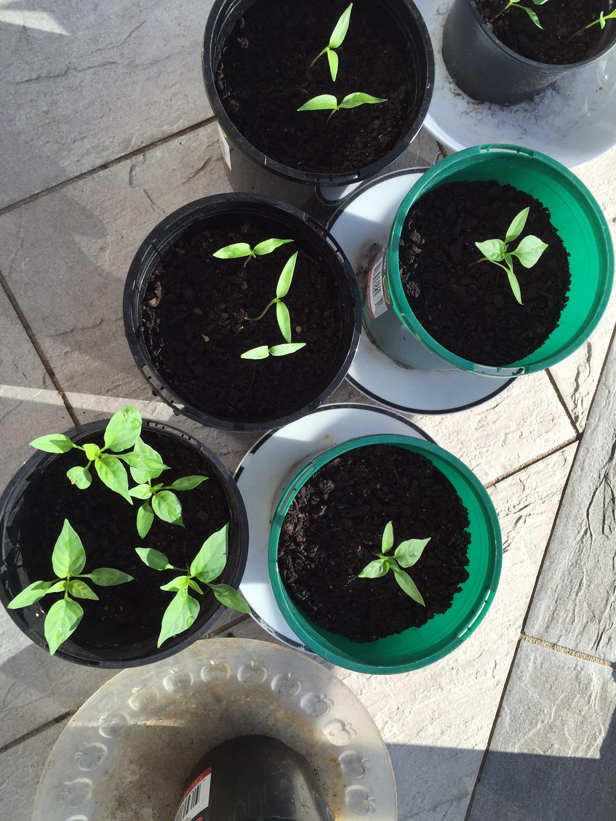 chili Why have my chilli seedlings stopped growing? Gardening & Landscaping Stack Exchange