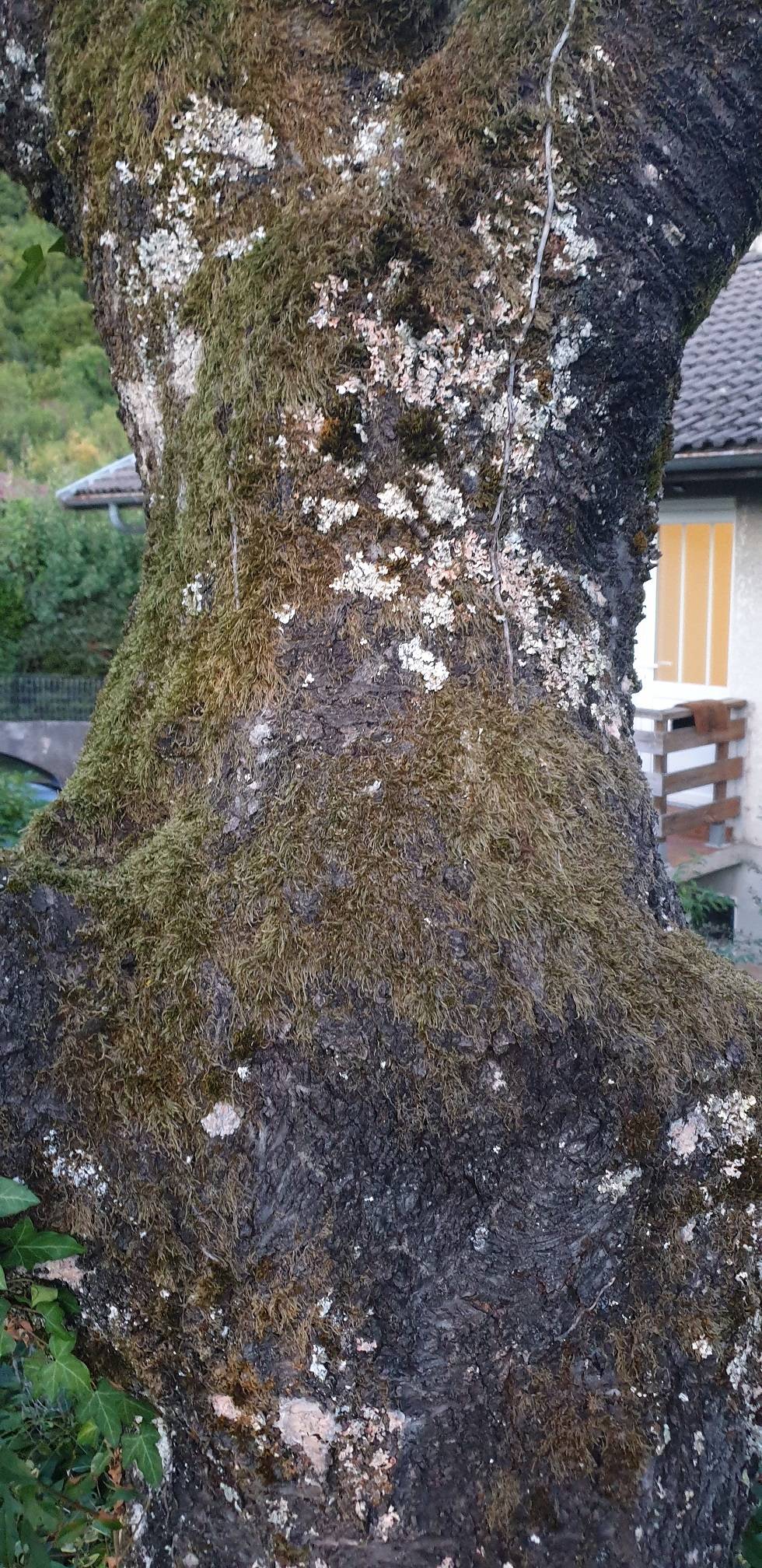 Is my cherry tree dying? Gardening & Landscaping Stack Exchange