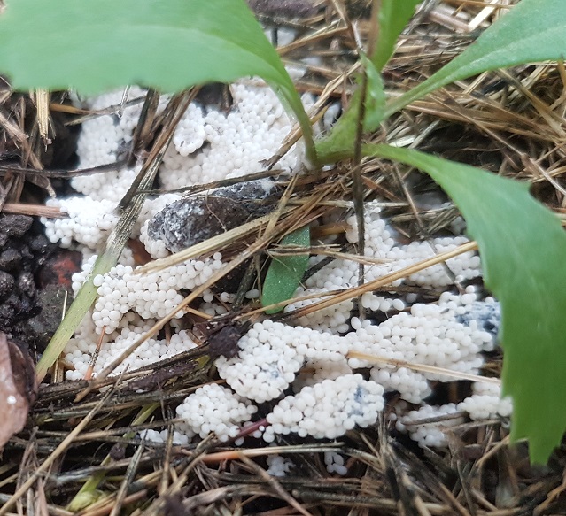 identification What are these small white balls that appeared on the