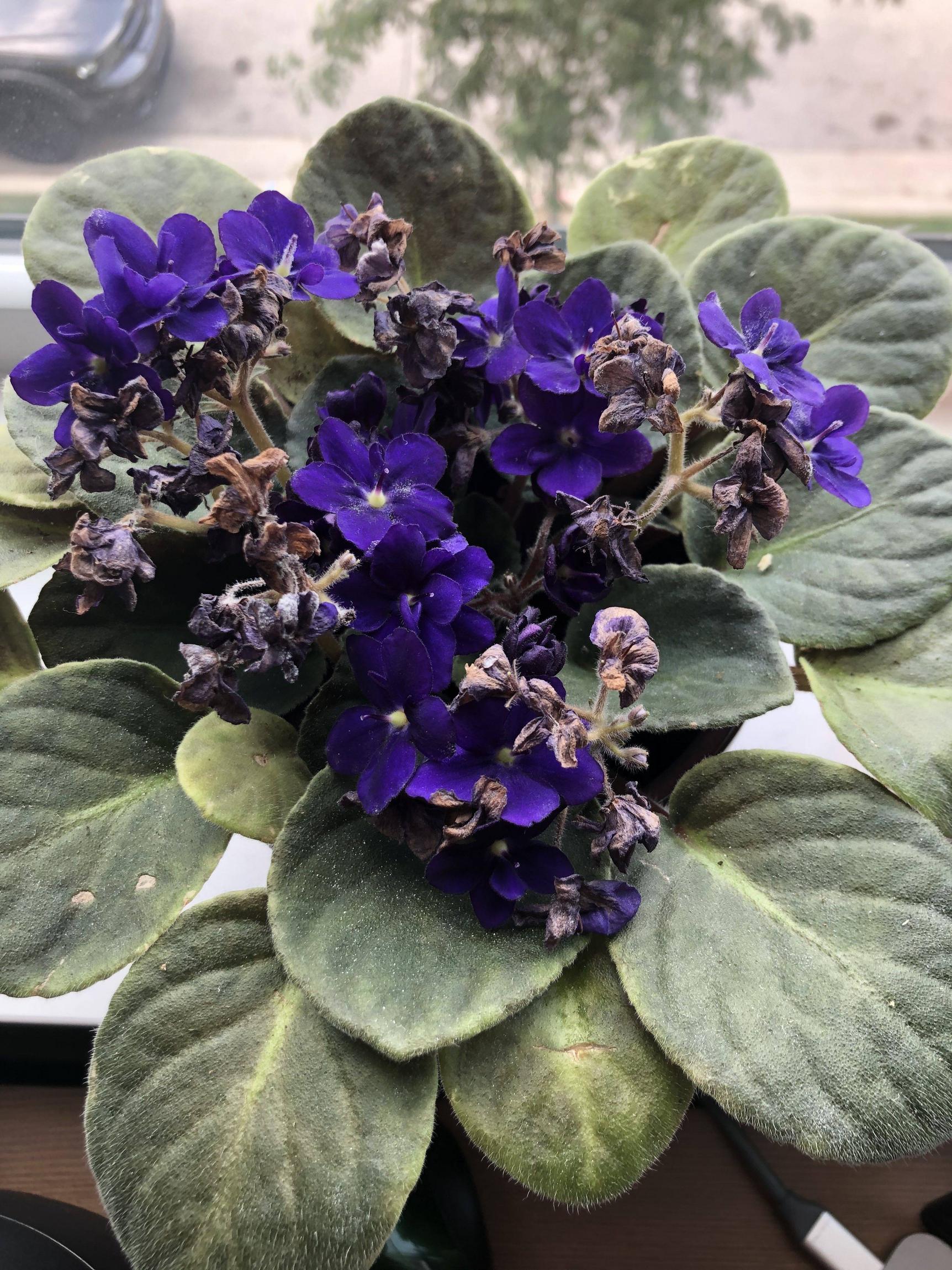 diagnosis African Violet Flower Issues Gardening & Landscaping