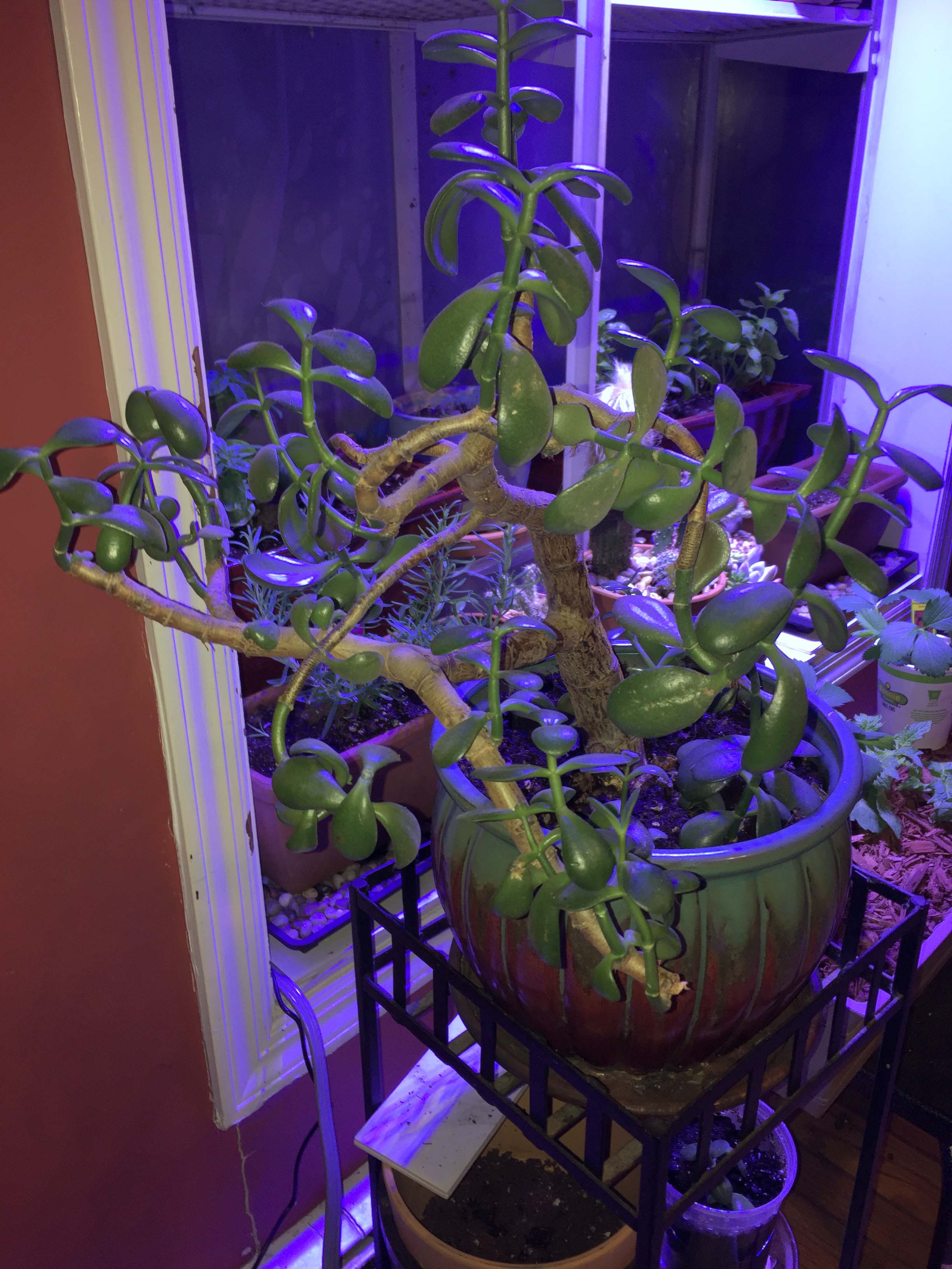 indoors Is there way to encourage a jade plant to grow new branches from the woody trunk