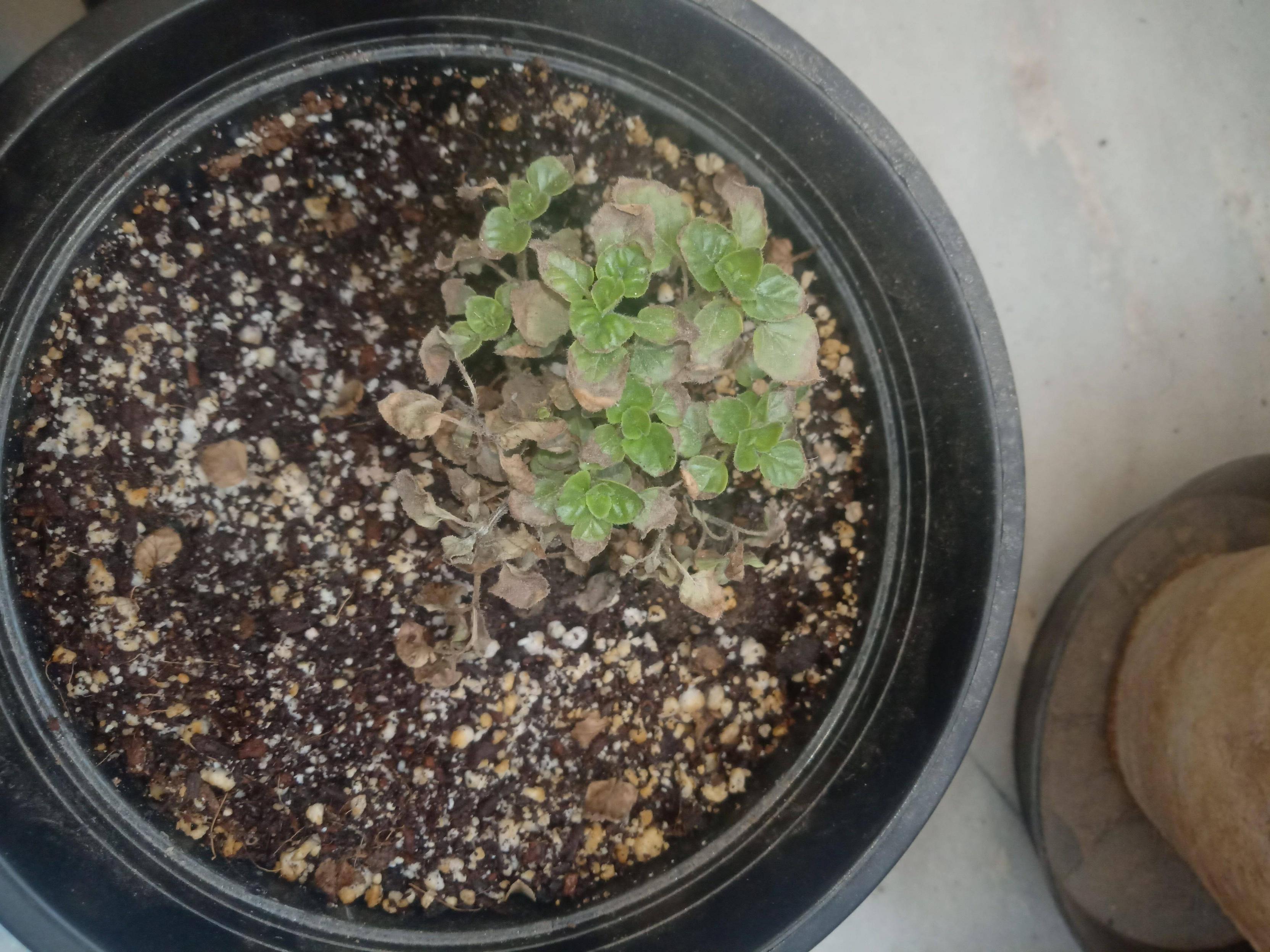 diagnosis Oregano plant leaves drying up Gardening & Landscaping