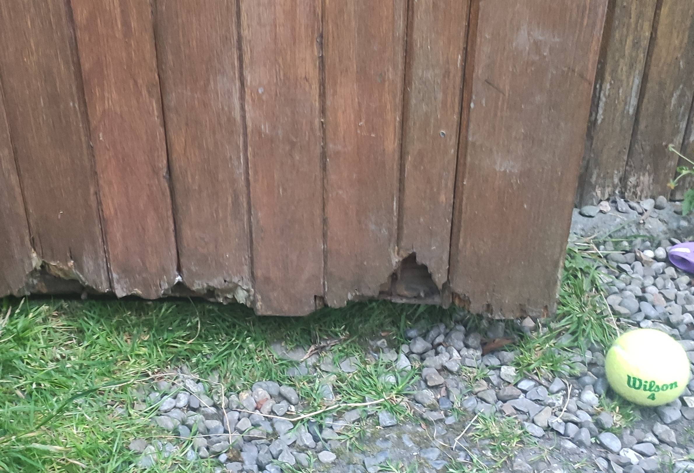 How to repair a shed door that is rotting at the base? - Home