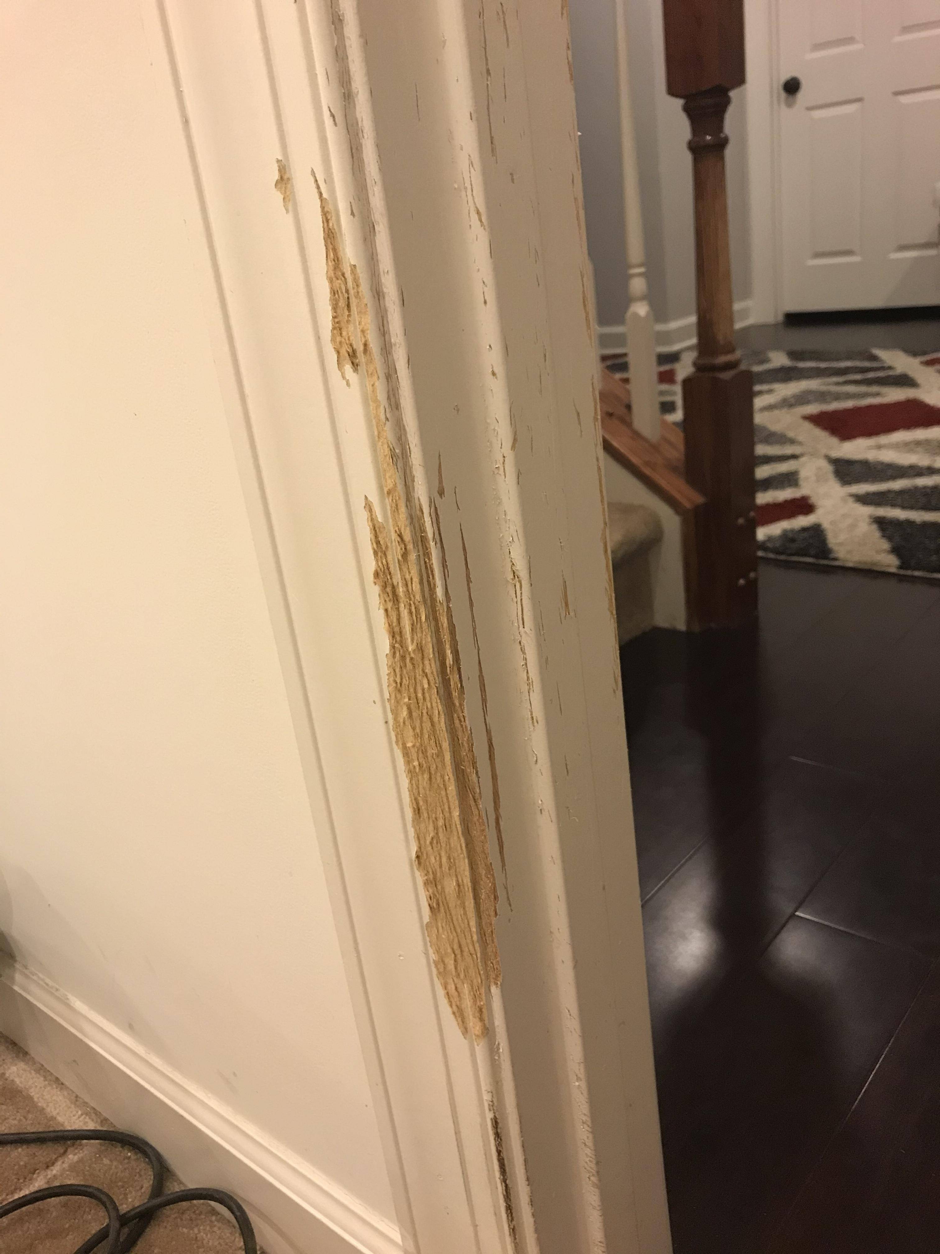 trim How to repair door frame from animal damage Home Improvement