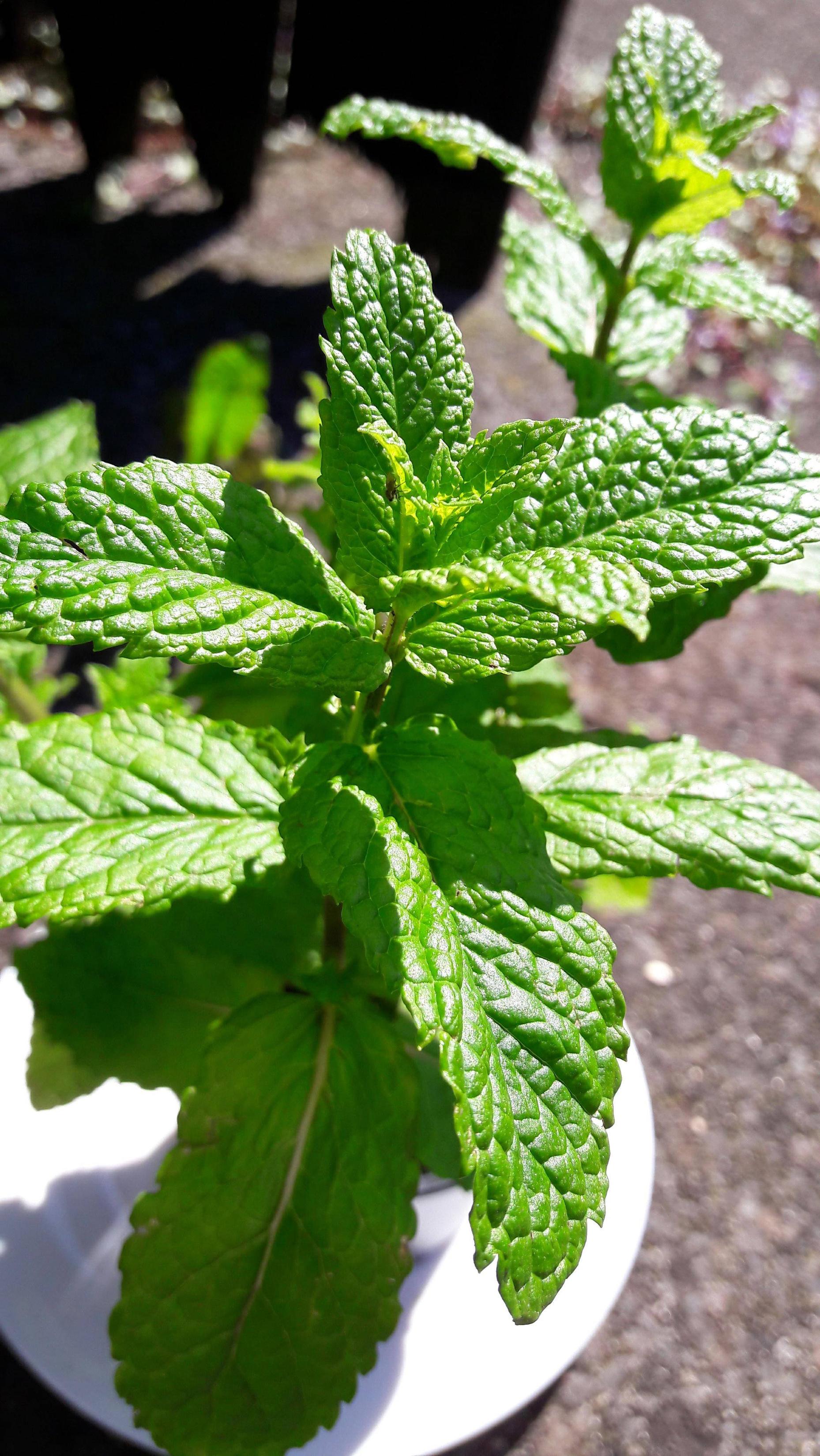 identification What variety is my mint plant/why does my tea taste grassy? Gardening