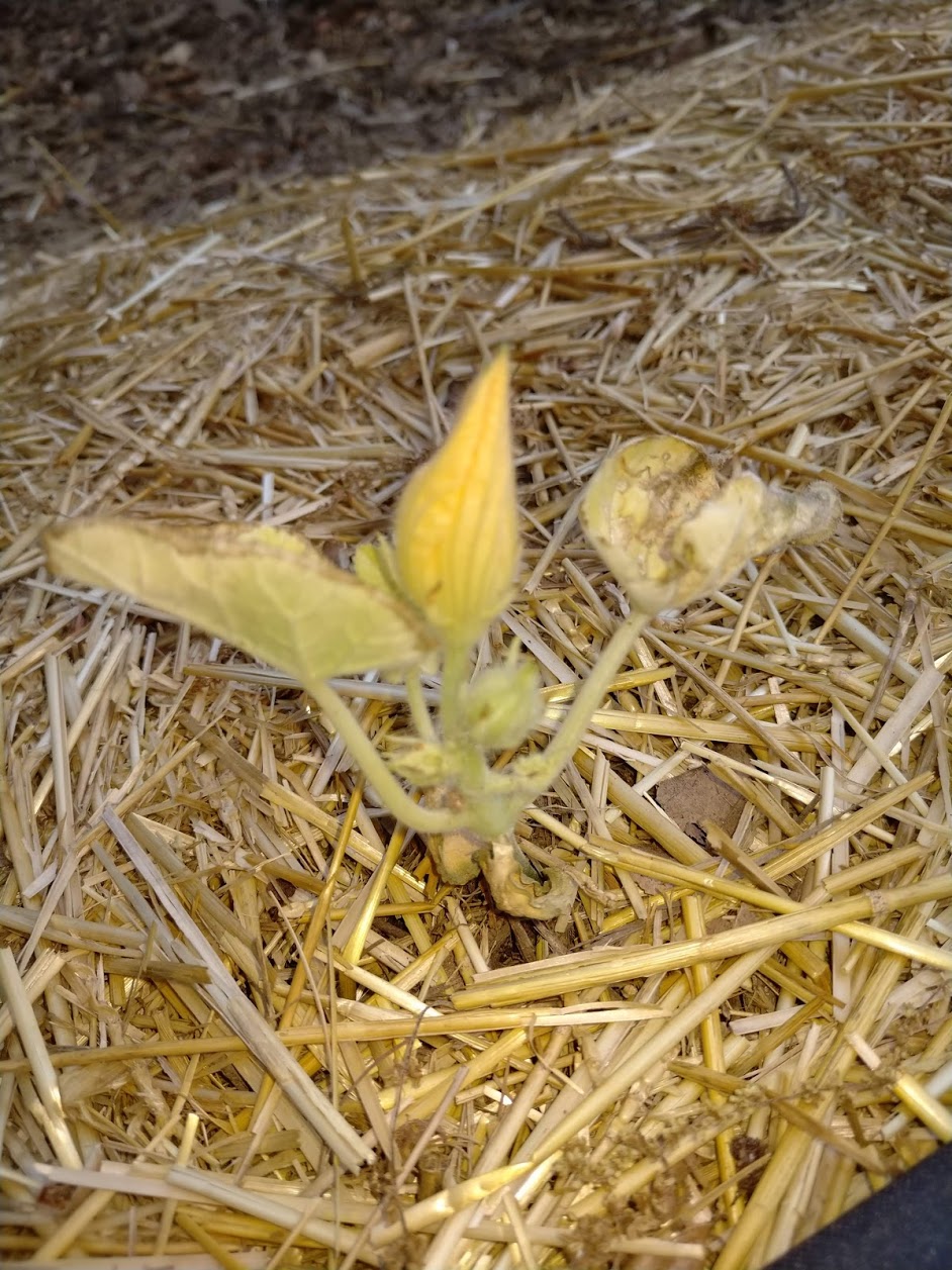 Squash/zucchini plants flowering way too soon Gardening & Landscaping