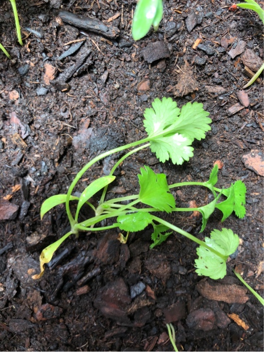 diagnosis Why are my cilantro plants wilting? Gardening