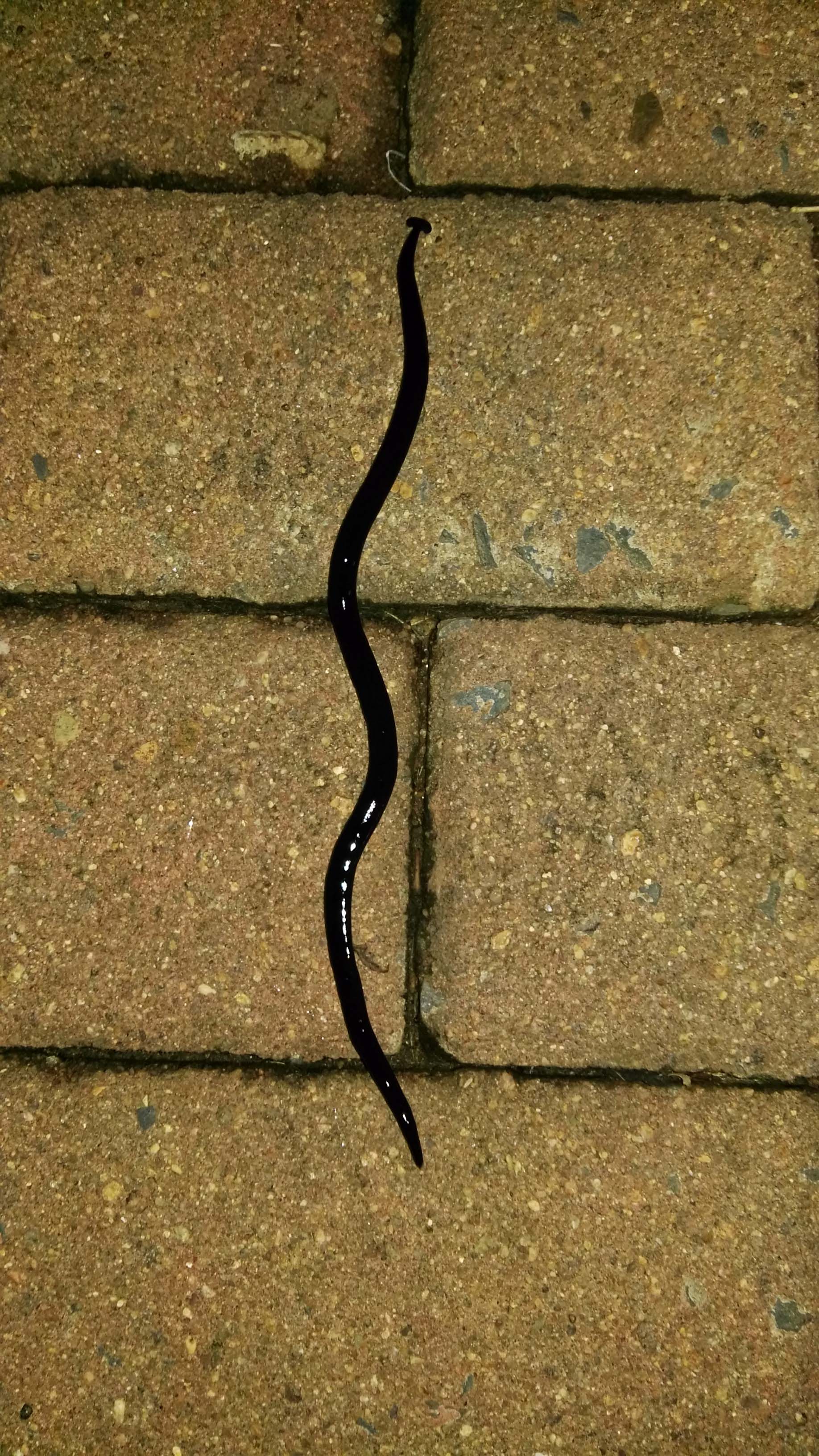 species identification Identifying a thin, black, wormlike creature with a hammershaped head