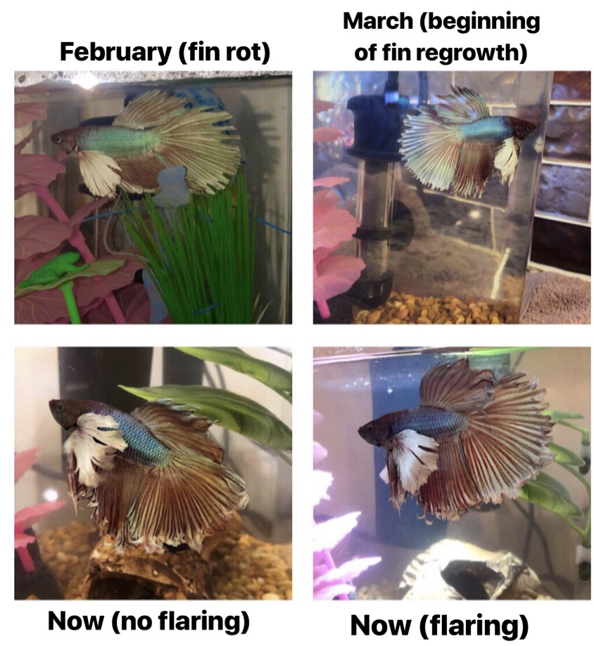 health - Why did my betta’s fins grow back curly? - Pets Stack