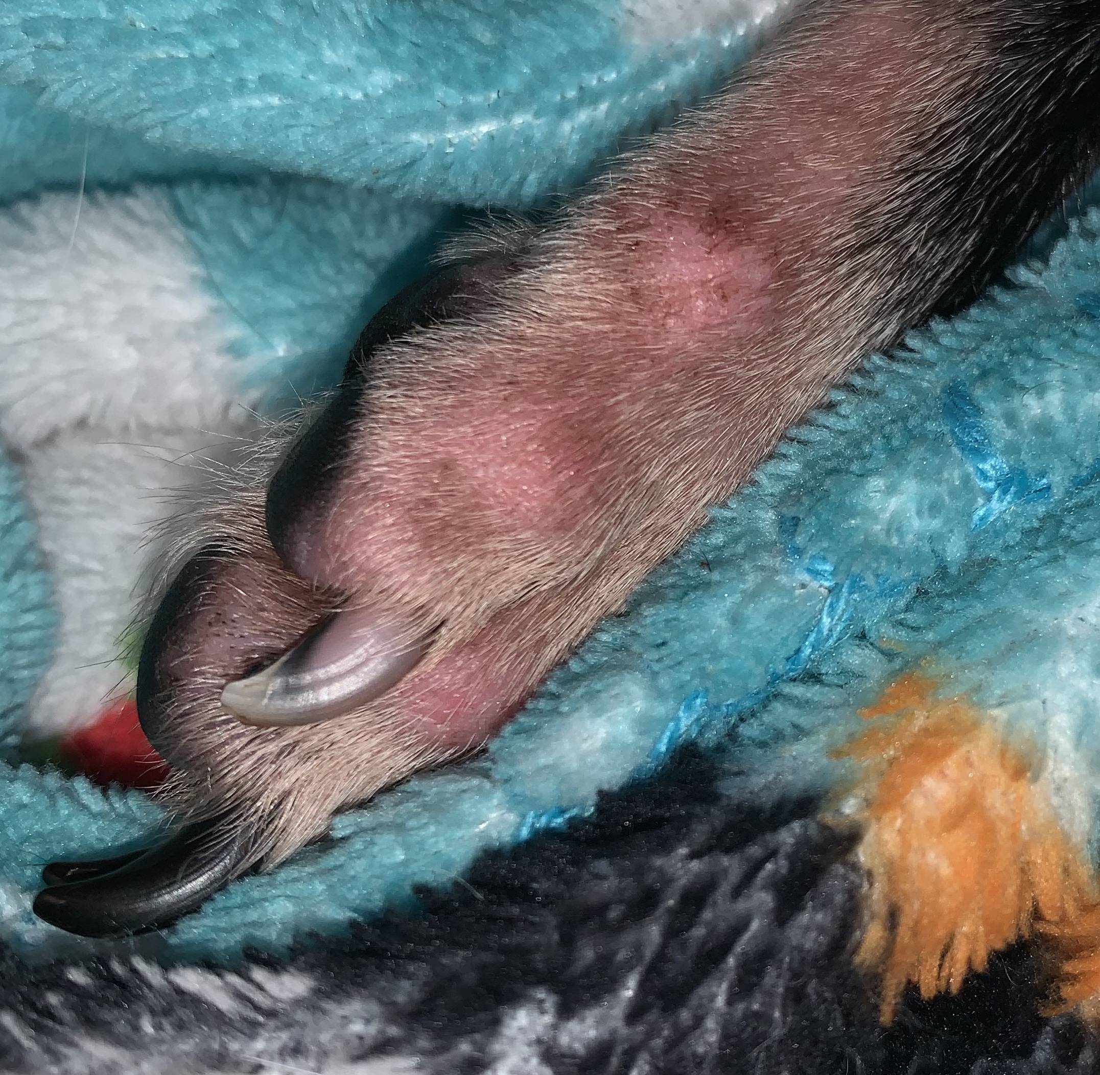 health My dog keeps biting his feet and now he is missing hair, his feet are red, and he has