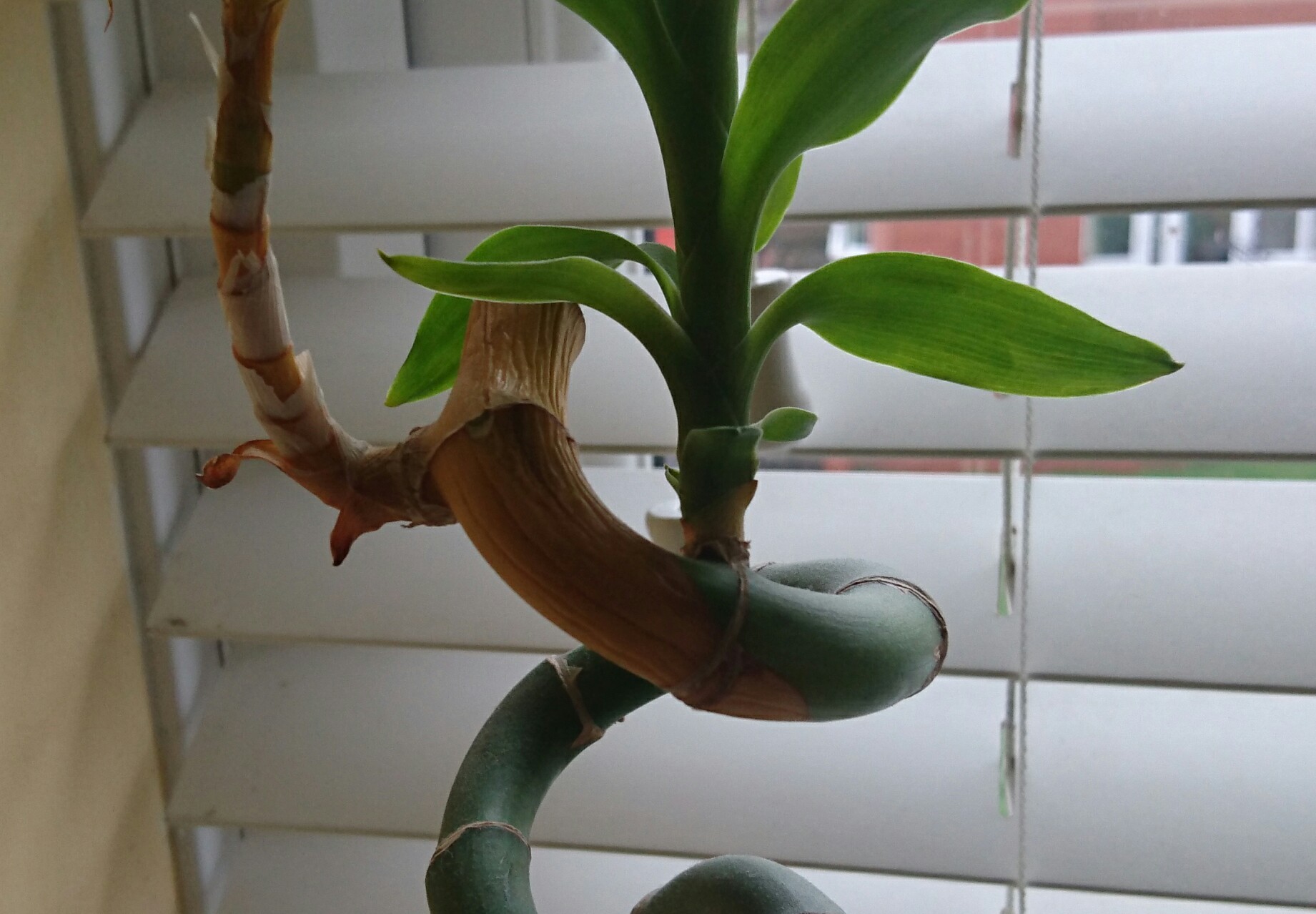 diagnosis Is my lucky bamboo dying and what can I do about it