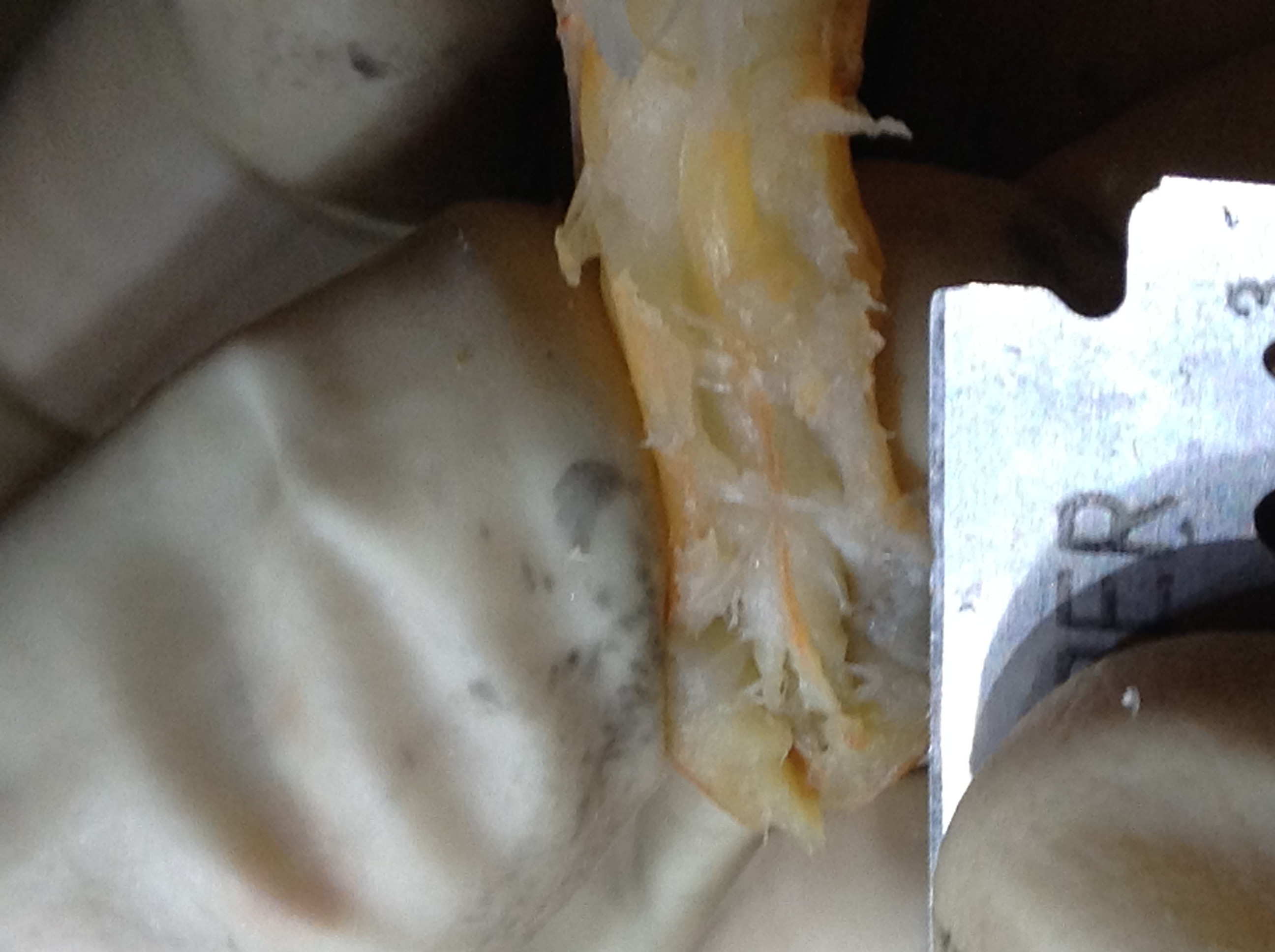 zoology - Identifying internal structure of dissected prawn - Biology