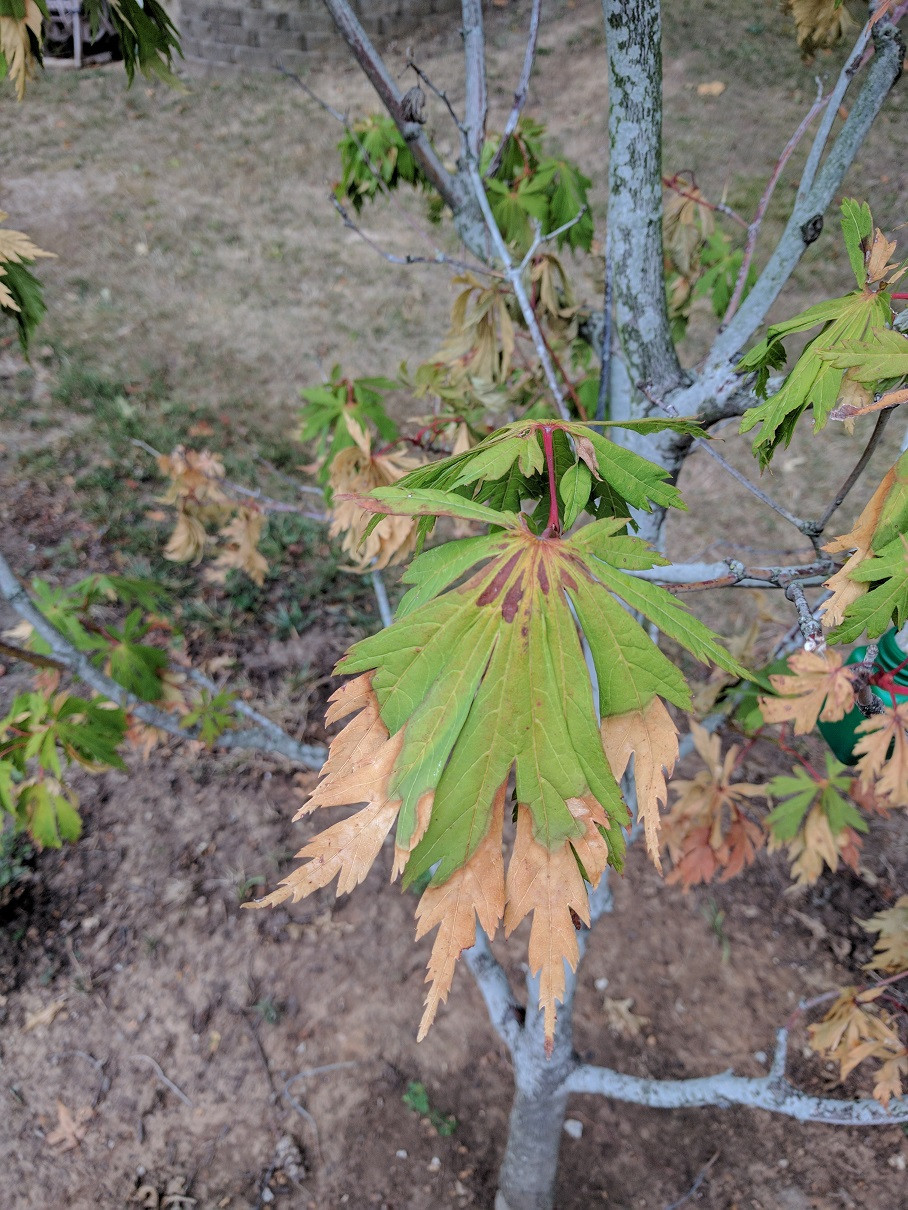 leaves Japanese Maple Overwatering or Underwatering? Gardening